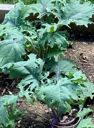 Natives, and Veggies, and Herbs, Oh My!