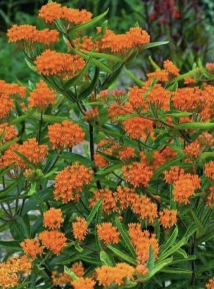Orange milkweed flowers blooming among green foliage