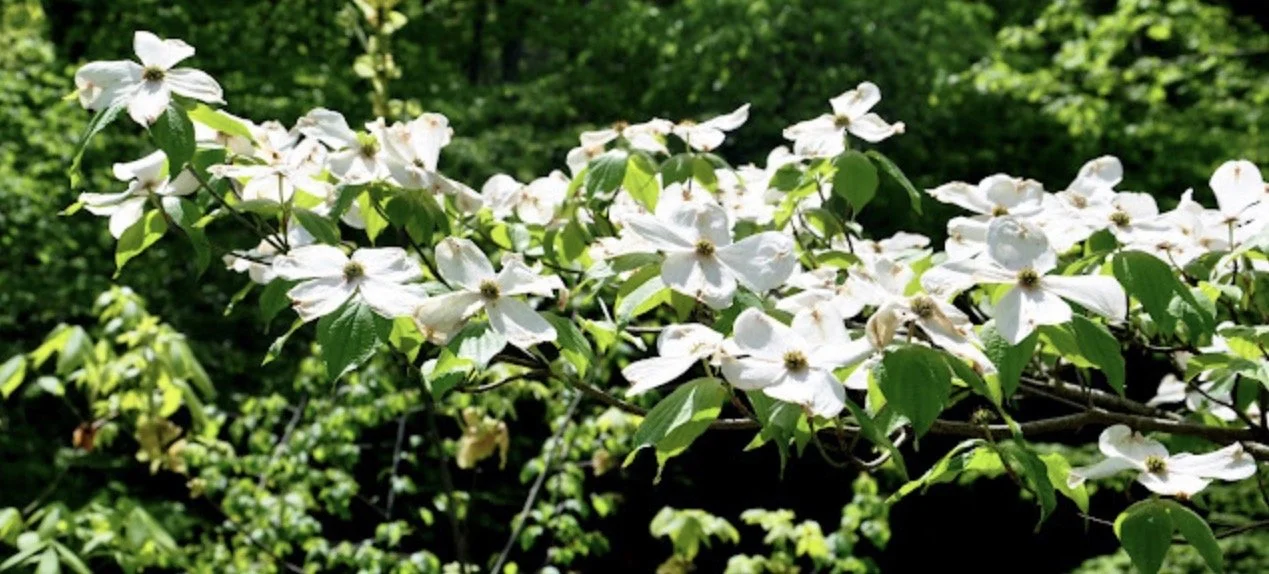 White spring flowers blooming among green foliage