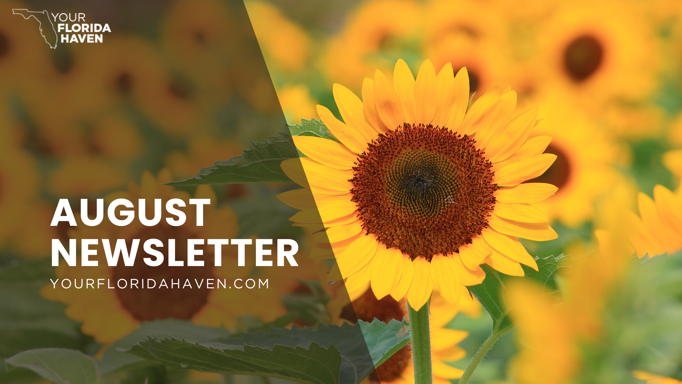 August 2026 Newsletter