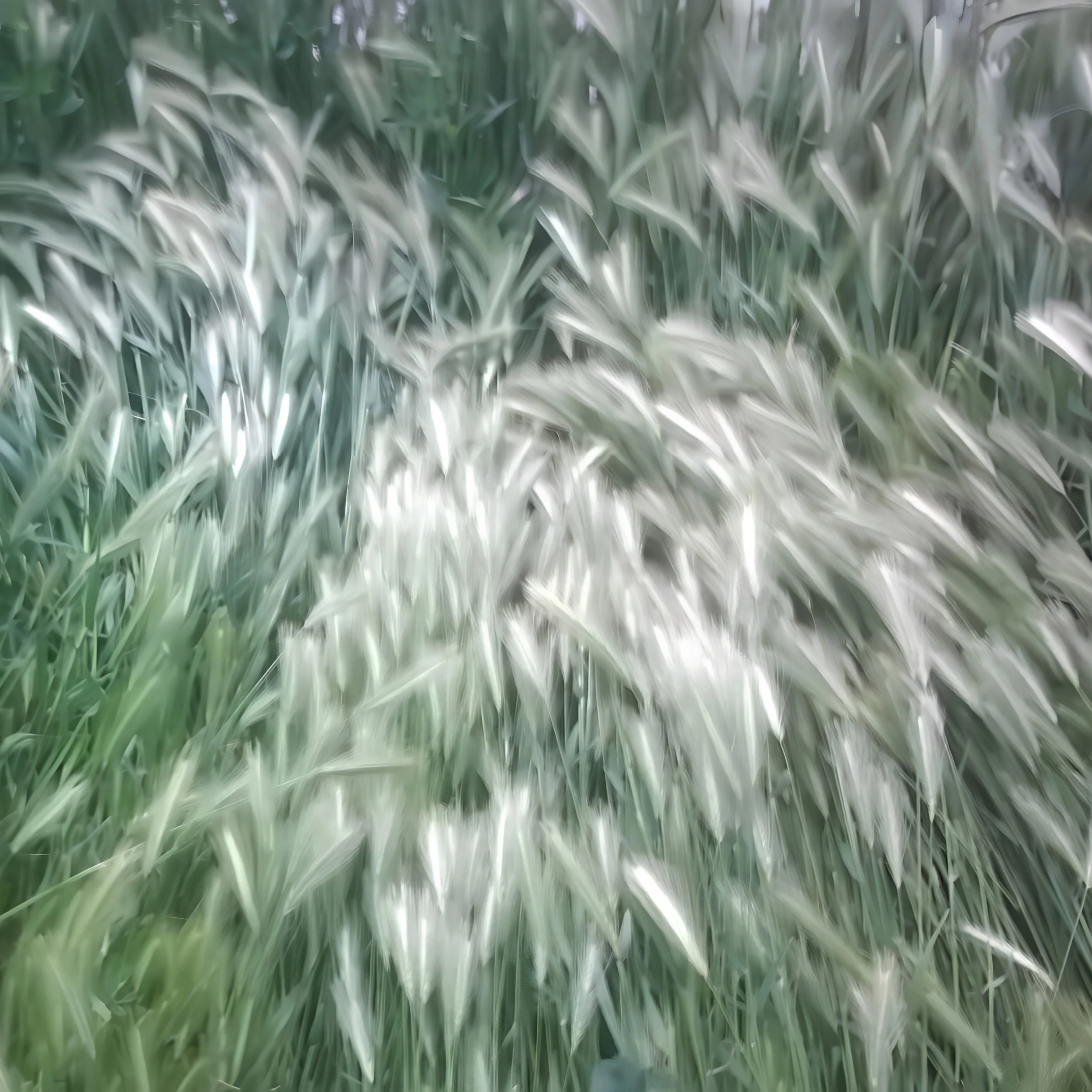 Windy Grasses .jpg