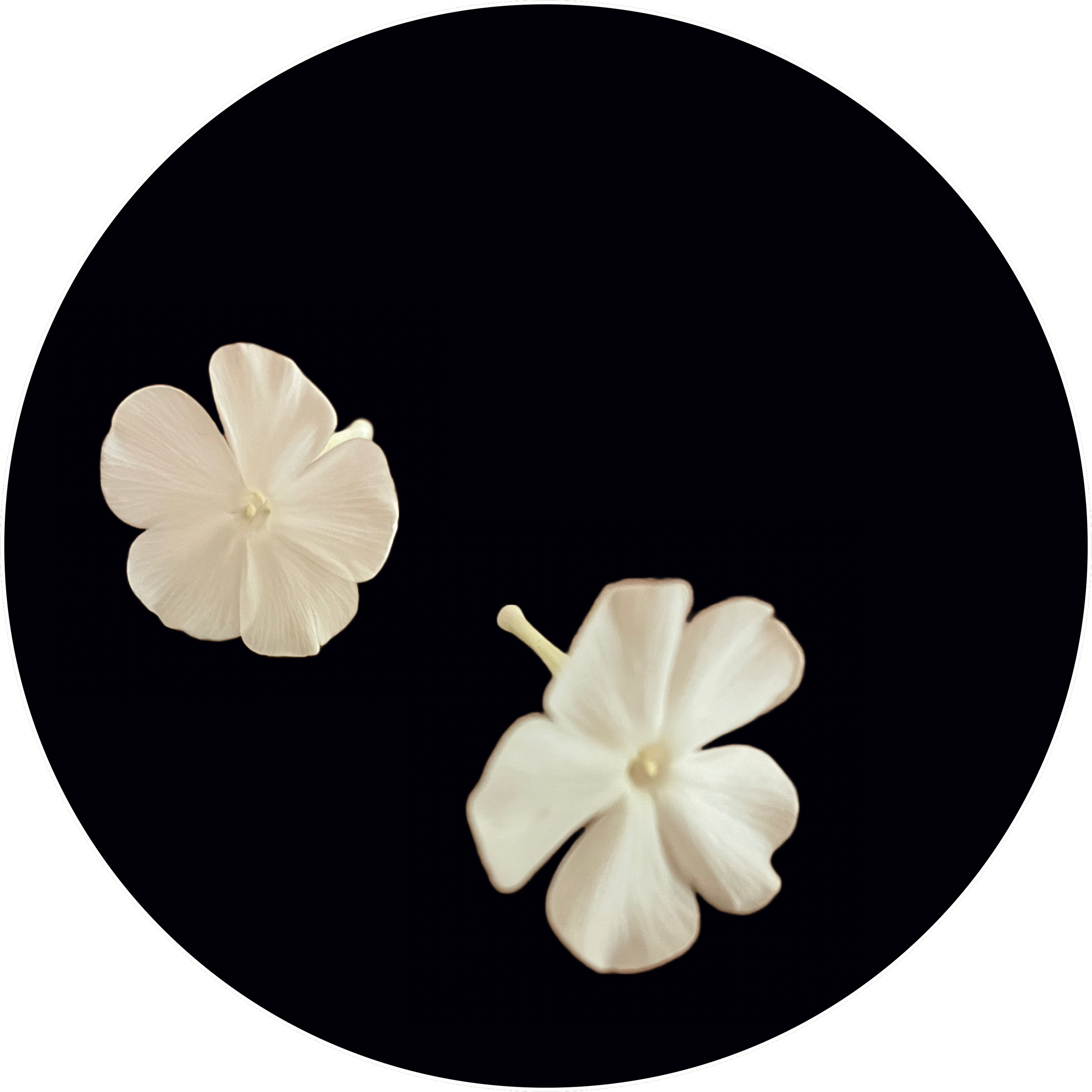 Loose Flowers in the Dark.png