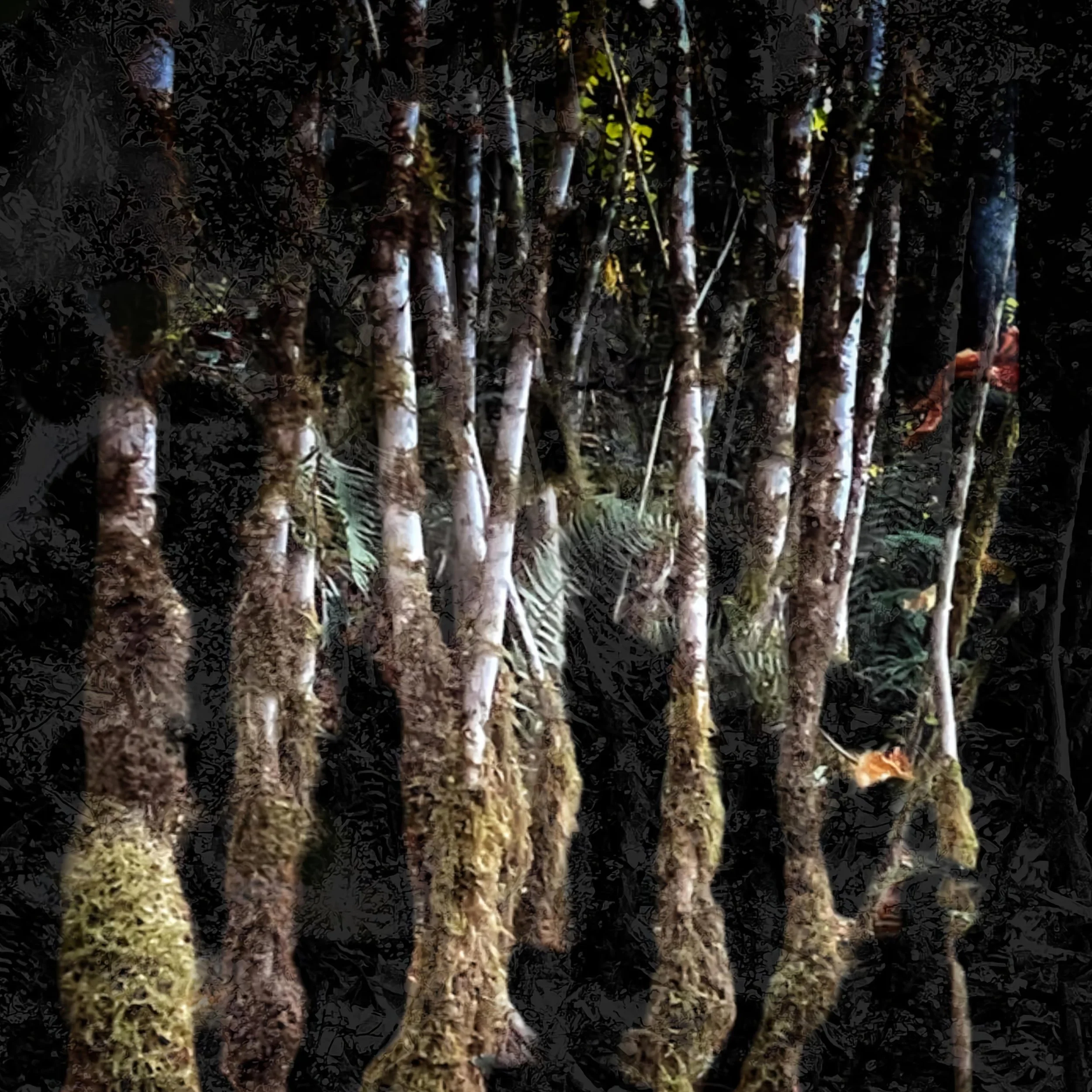 Tree Moss Square.jpg