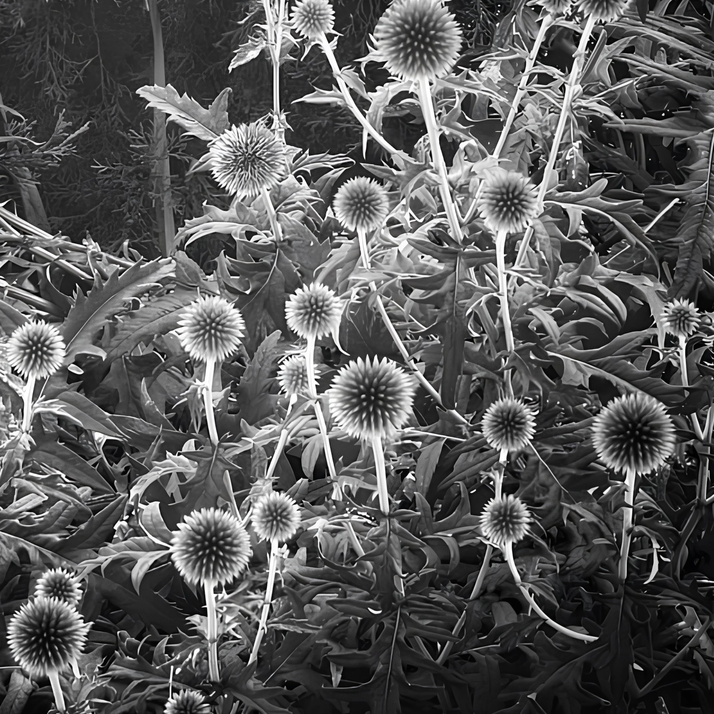 Flower Orbs Catching the Light.jpg