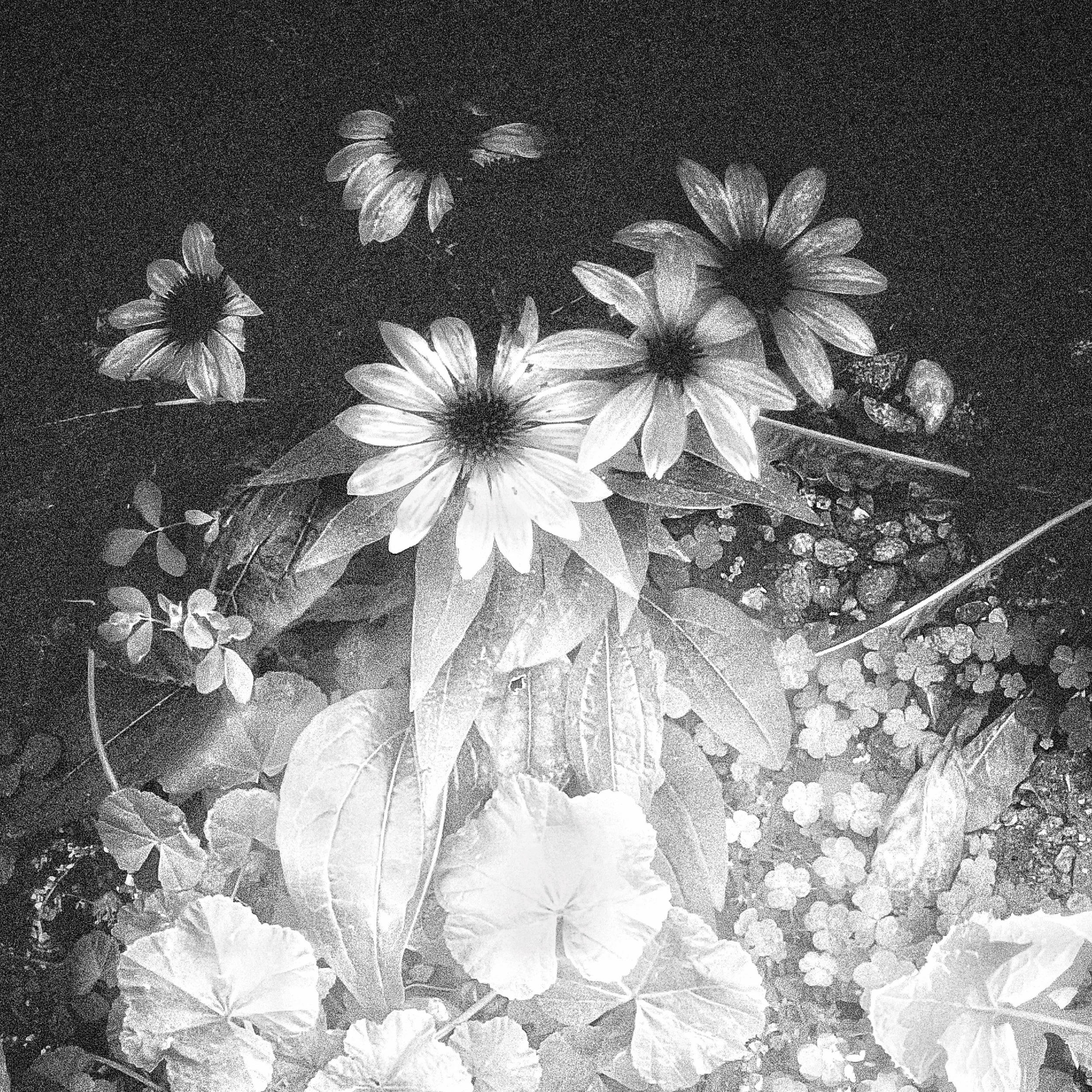 Neighbors Flowers.JPG