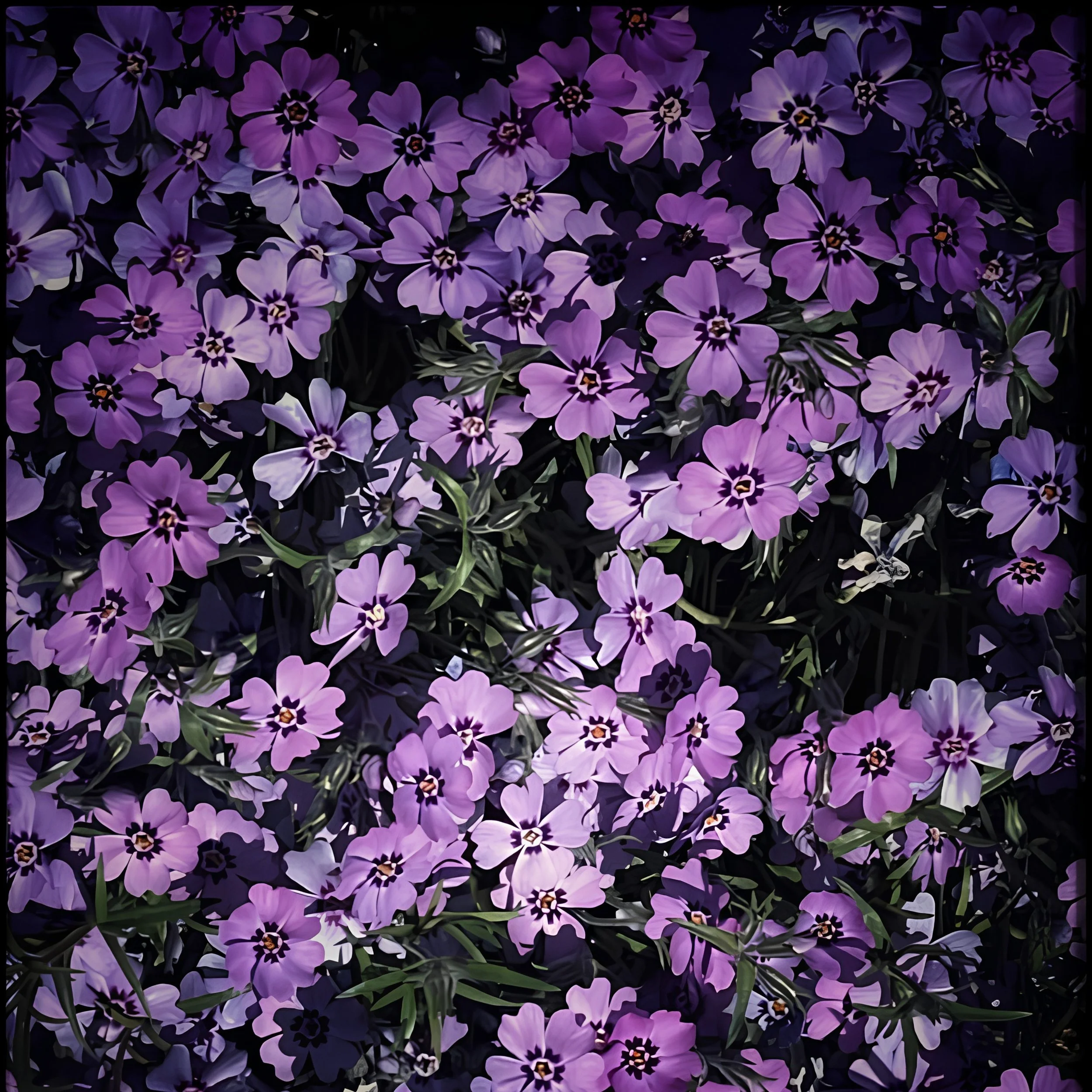 Purple Shadowed Flowers.jpg