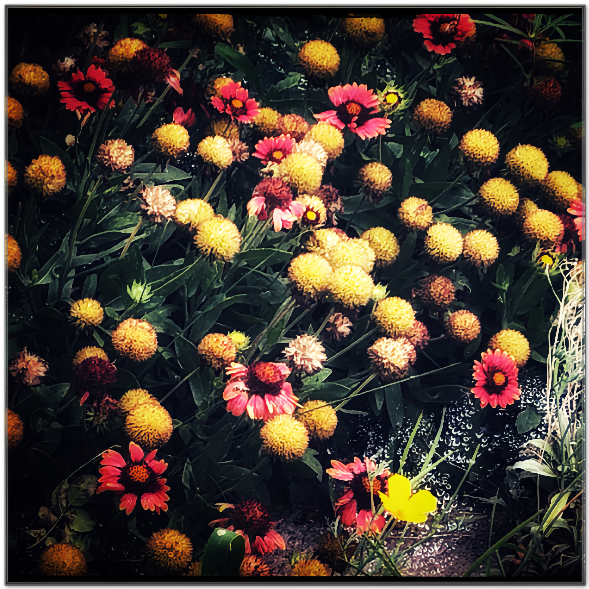 Hearty Floral Colors.png