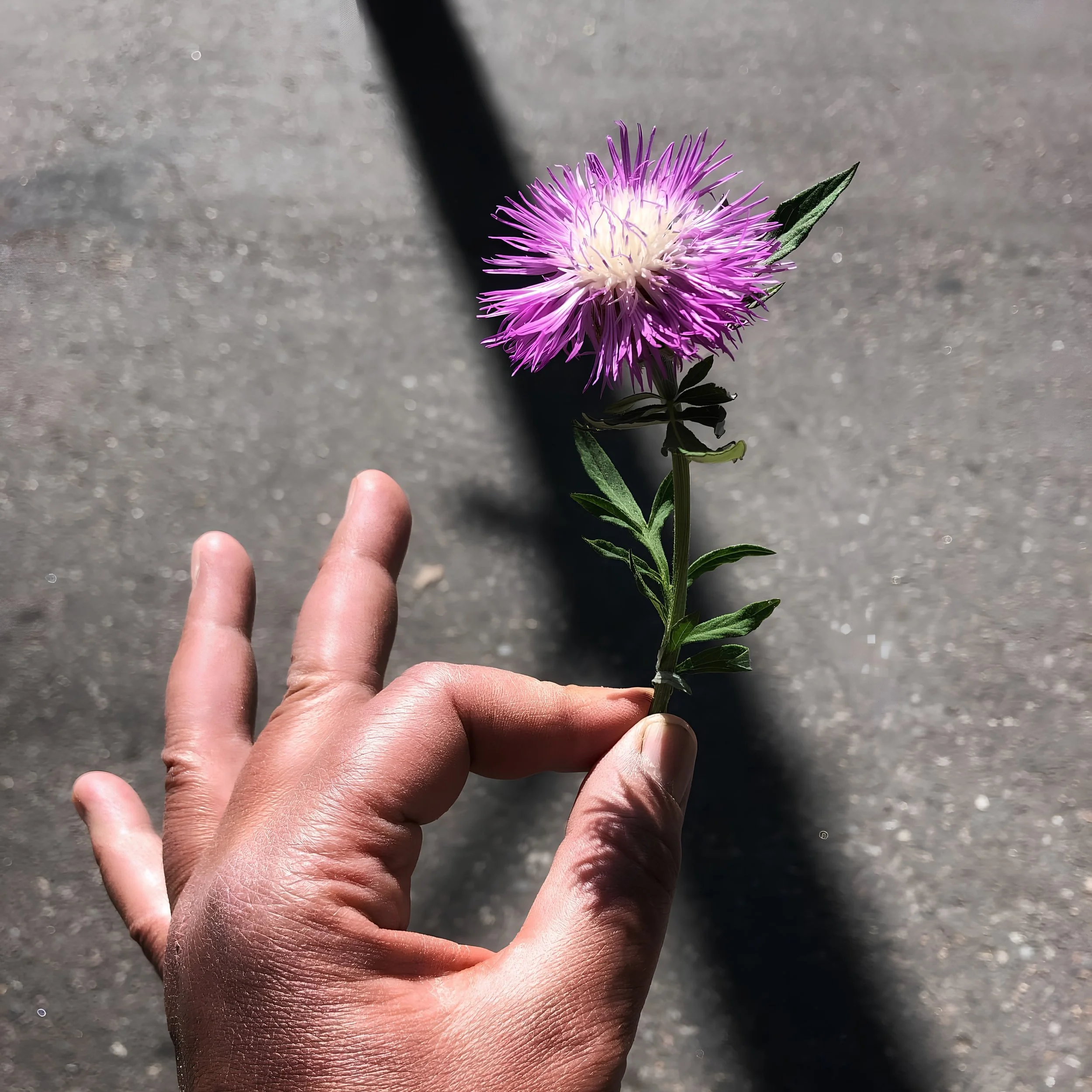 Peace Thistle.JPG