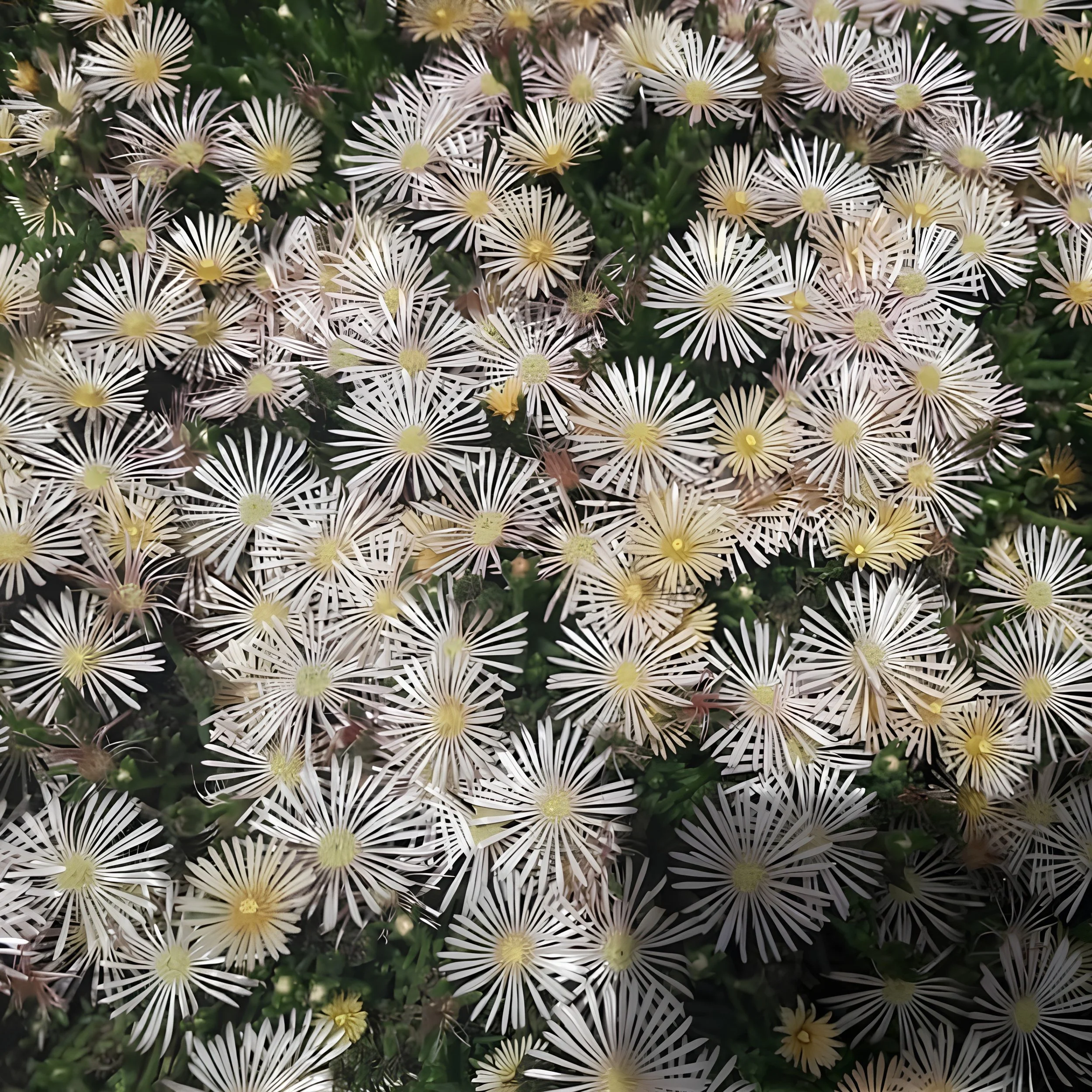 Prickly Starbursts.JPEG