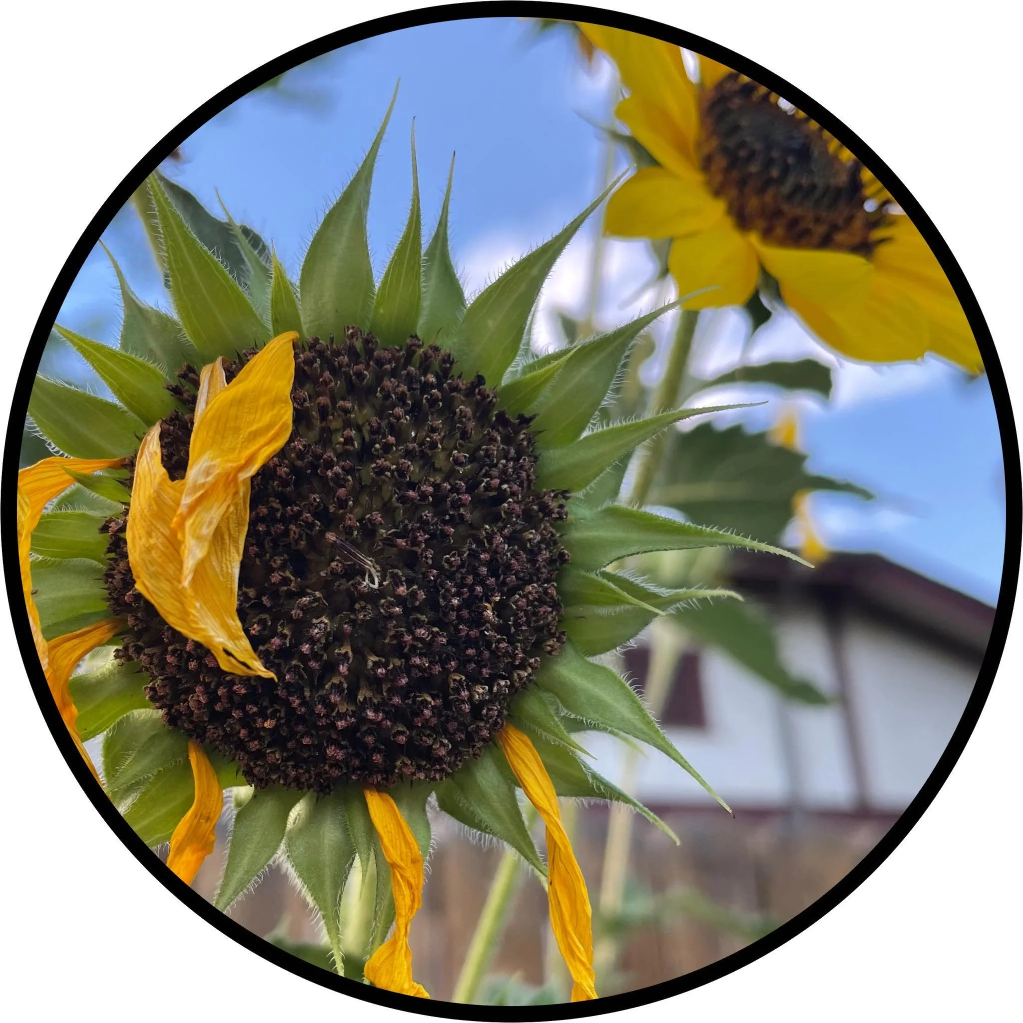 Late Summer Sunflower.jpg