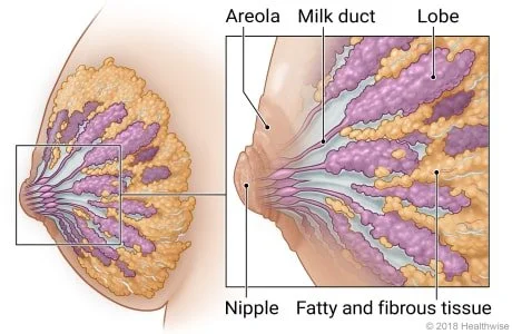 Back to Basics: Making Breastmilk