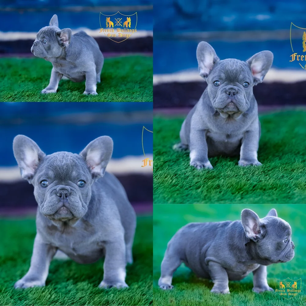 Blue French Grey French Bulldog Puppies For Sale Near Me Blue Eyes