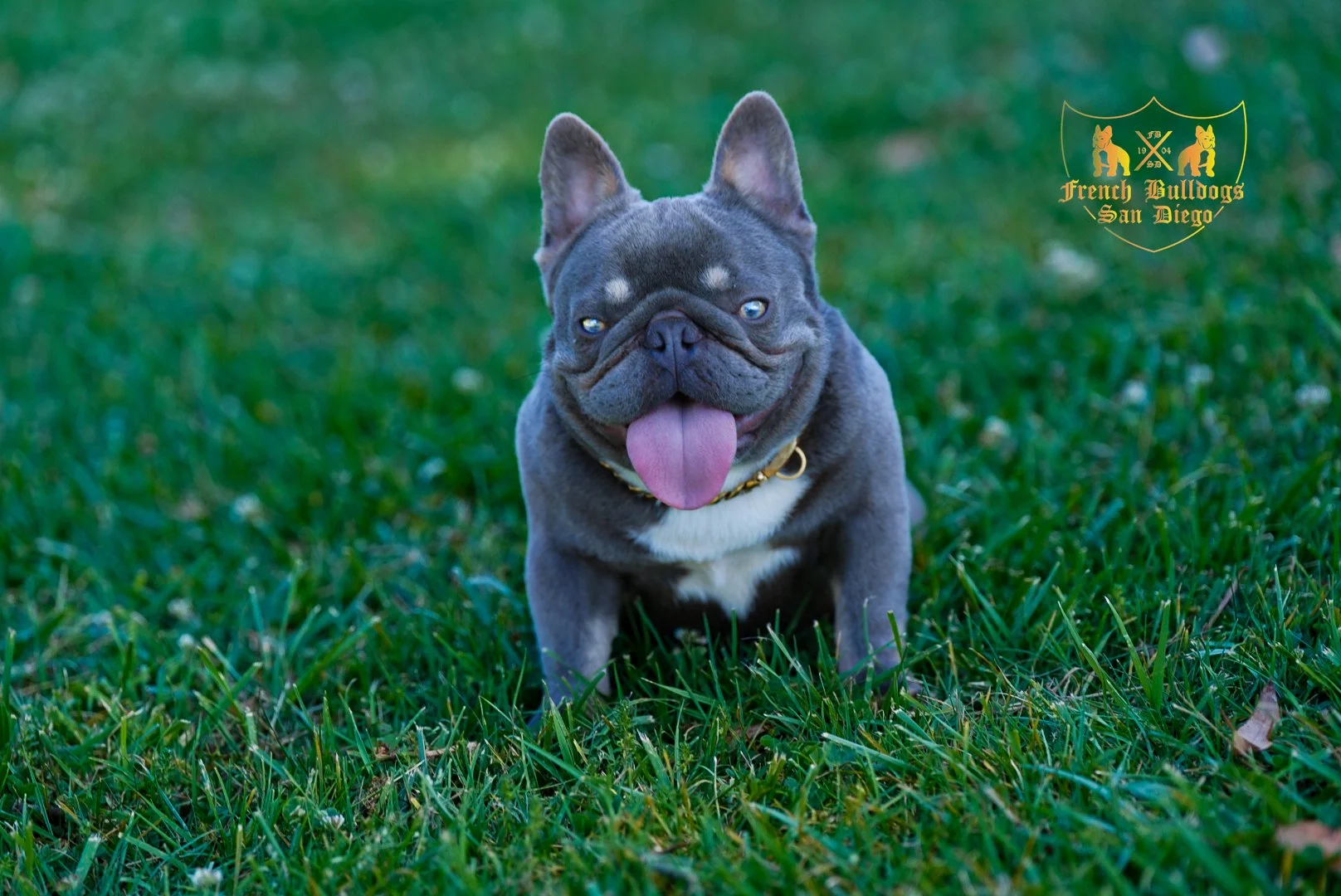 STUD DOPEY - MICRO LILAC AND TAN CARRYING FLUFFY