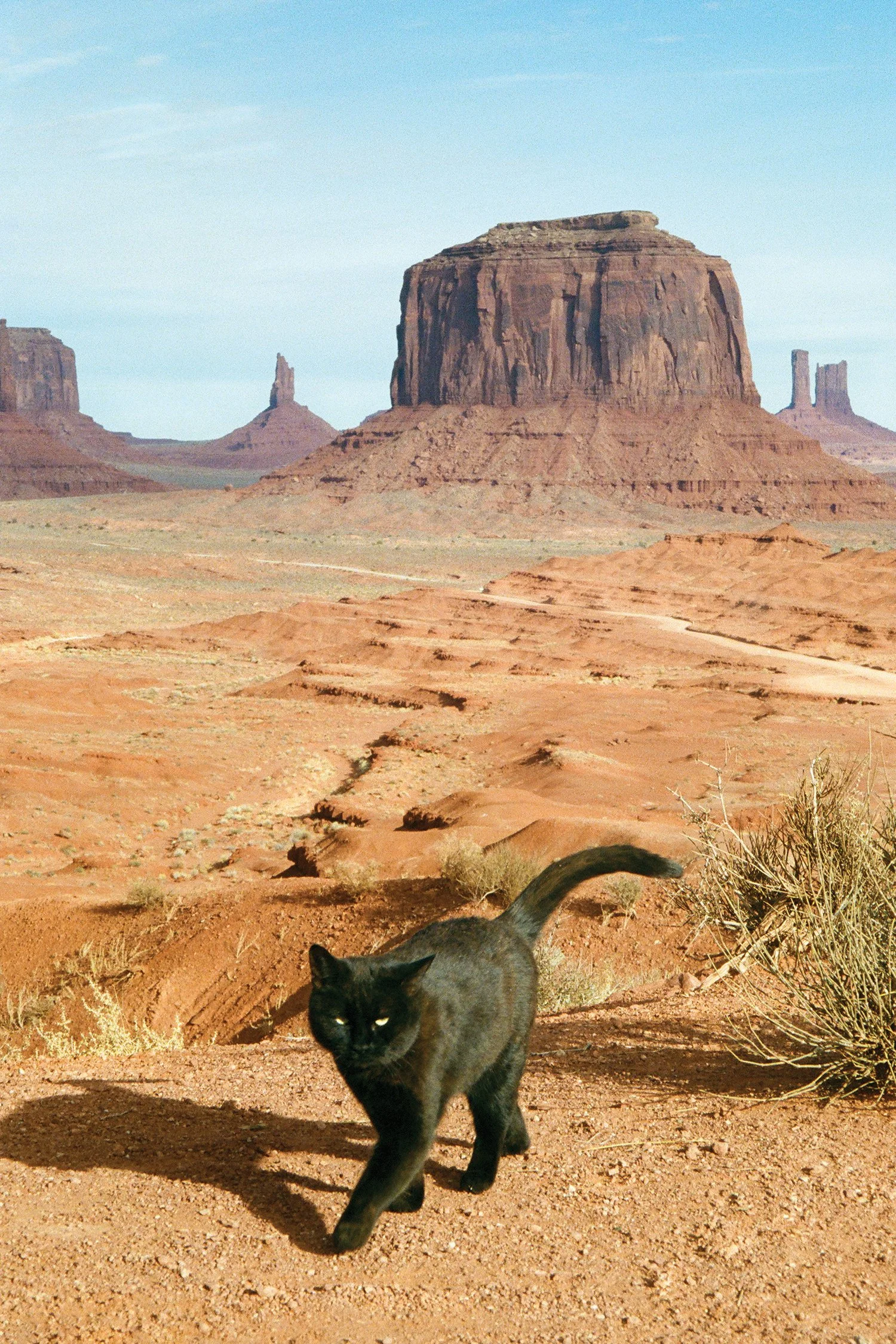 Sabrina Simurdak_Luck of the Desert_8x12.jpg
