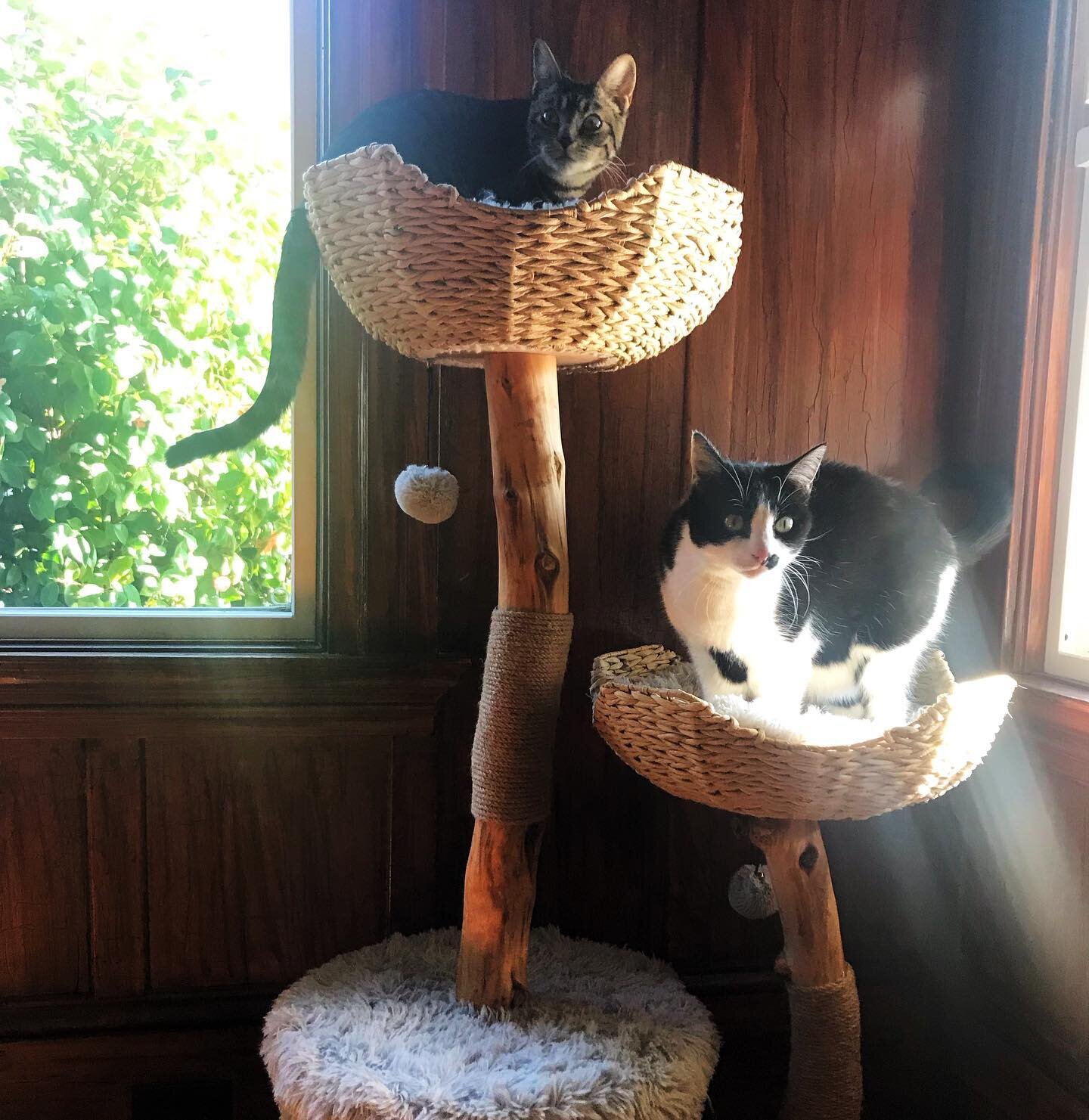 Coexistence. Still figuring things out but these two are sharing space more and more. And loving their @mau.pets tree.

Is it time for my cats to get their own IG page? 😻😹

#catsofinstagram #adoptdontshop #kittenlove #catintroductions