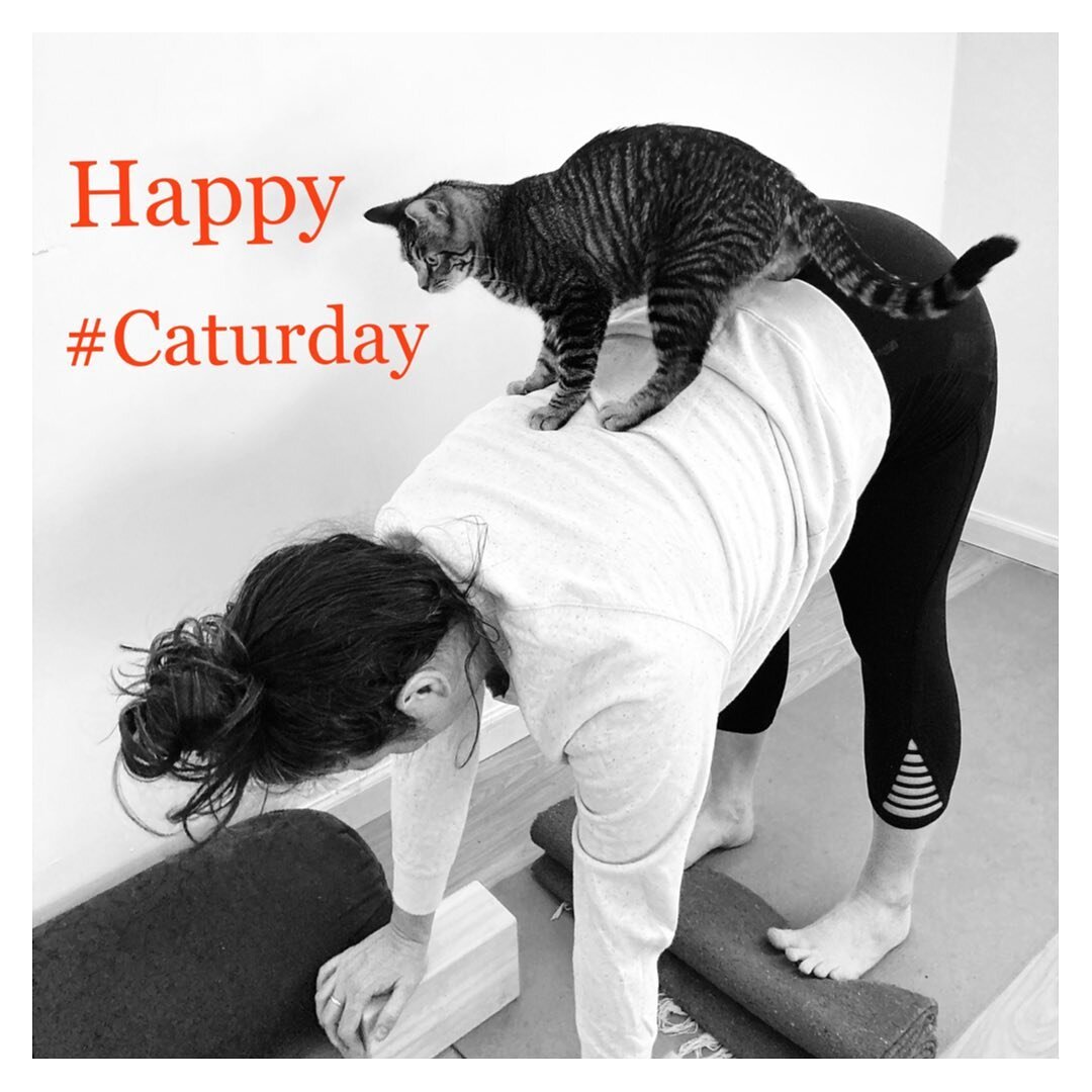 😻Happy #Caturday 

Some days are hard to get on the mat and then you&rsquo;re so glad you did! 

Parenting t(w)een girls is no joke and I&rsquo;ll just say this morning was not full of my most stellar moments of non-reactivity 😬 

Grateful for the 