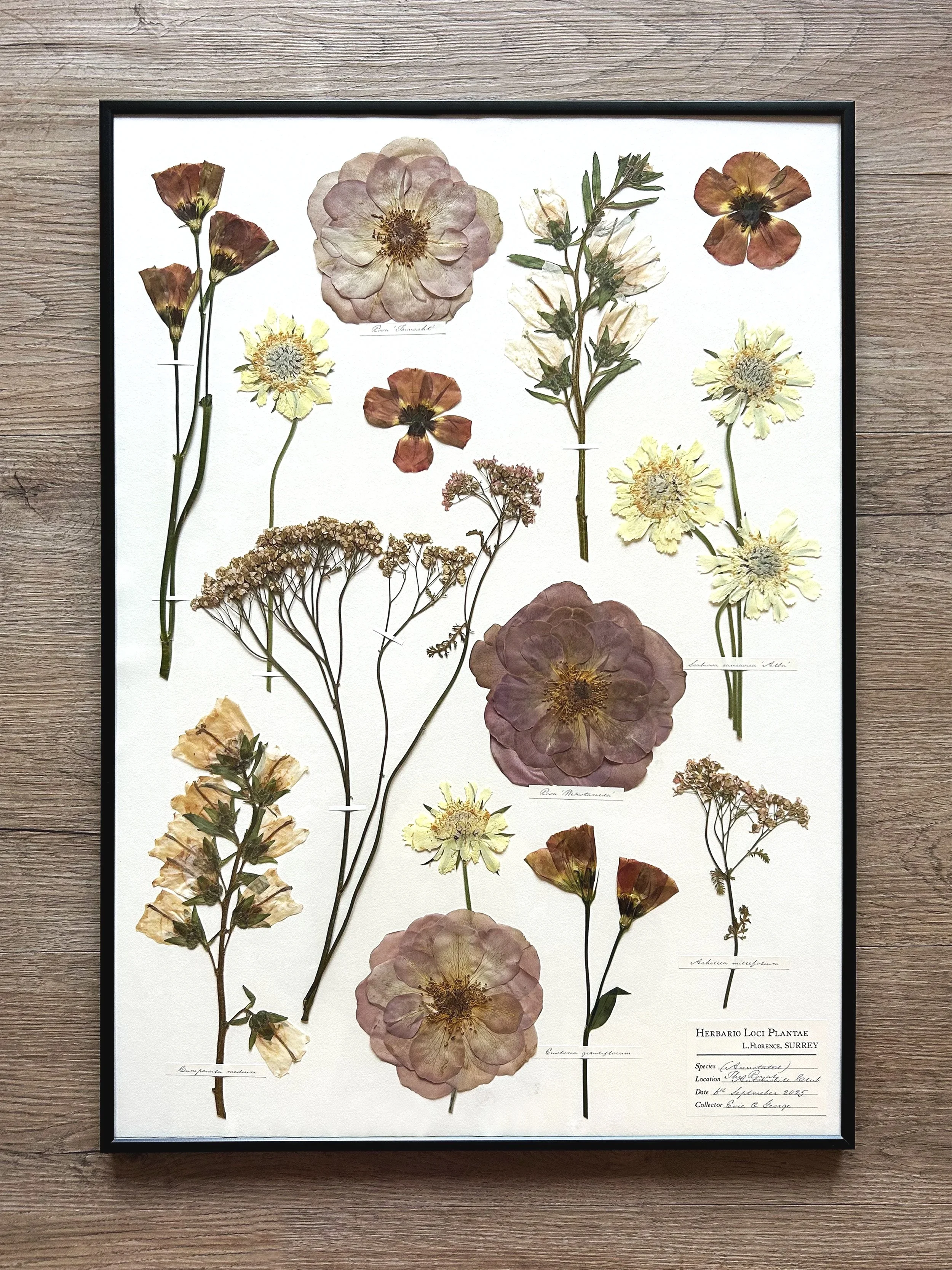 A2 (with hand-stained antique-white backing)