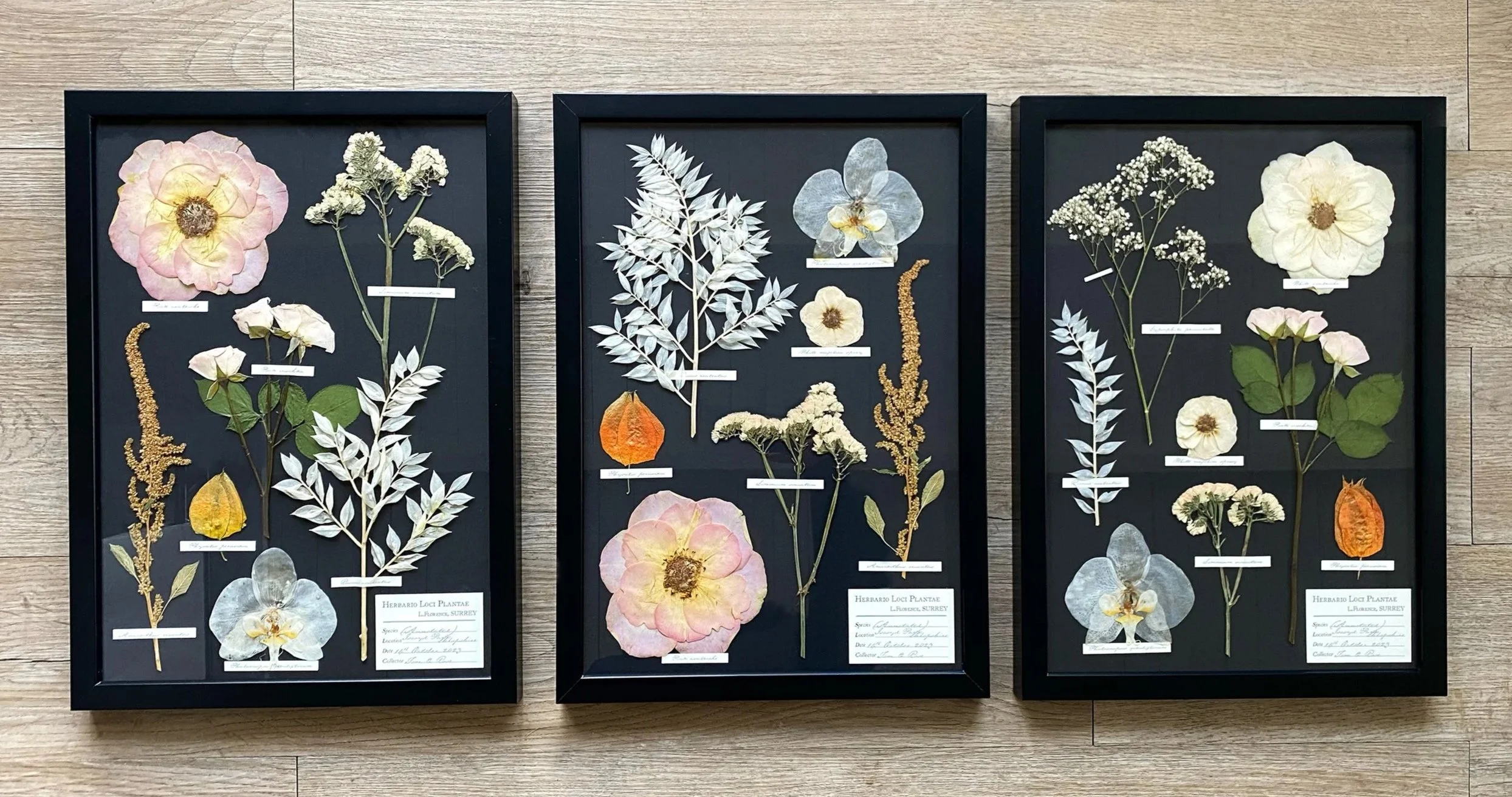 3 x A3s Mixed Species (black backing)