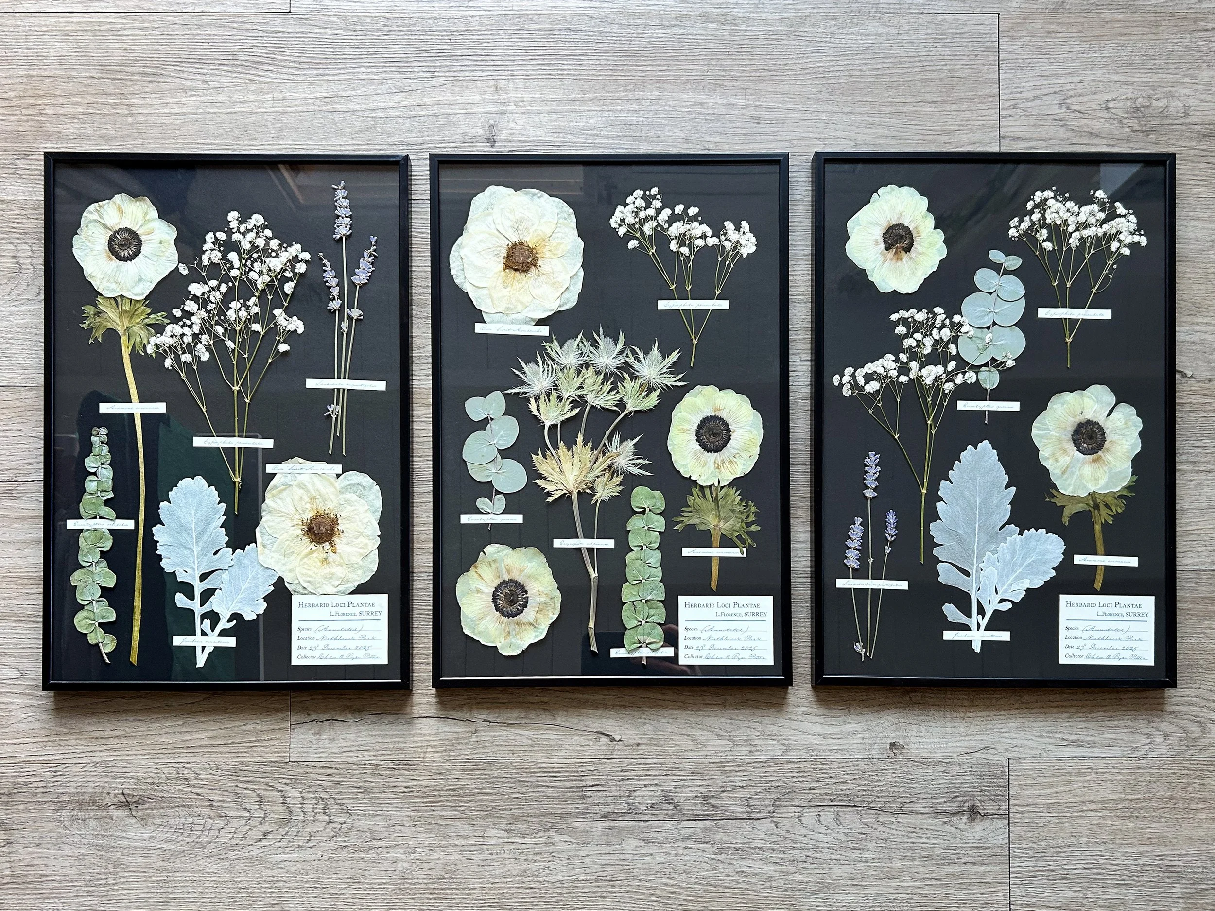 3 x A3s Mixed Species (with hand-stained antique-white backing)