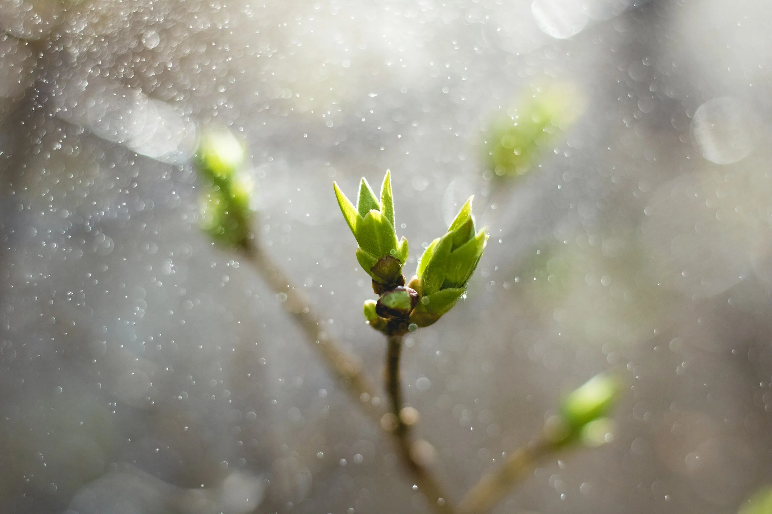 Embrace the Rebirth: Spring into a Purposeful Life