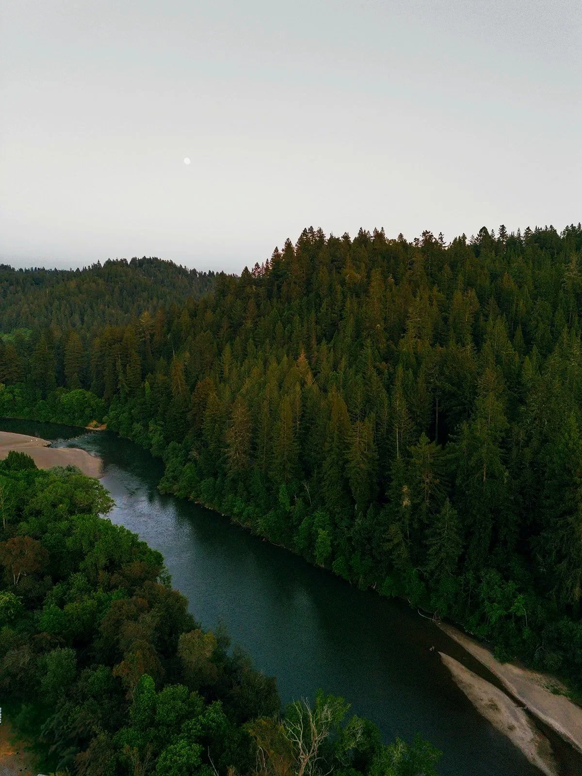 redwood forest along the Russian river