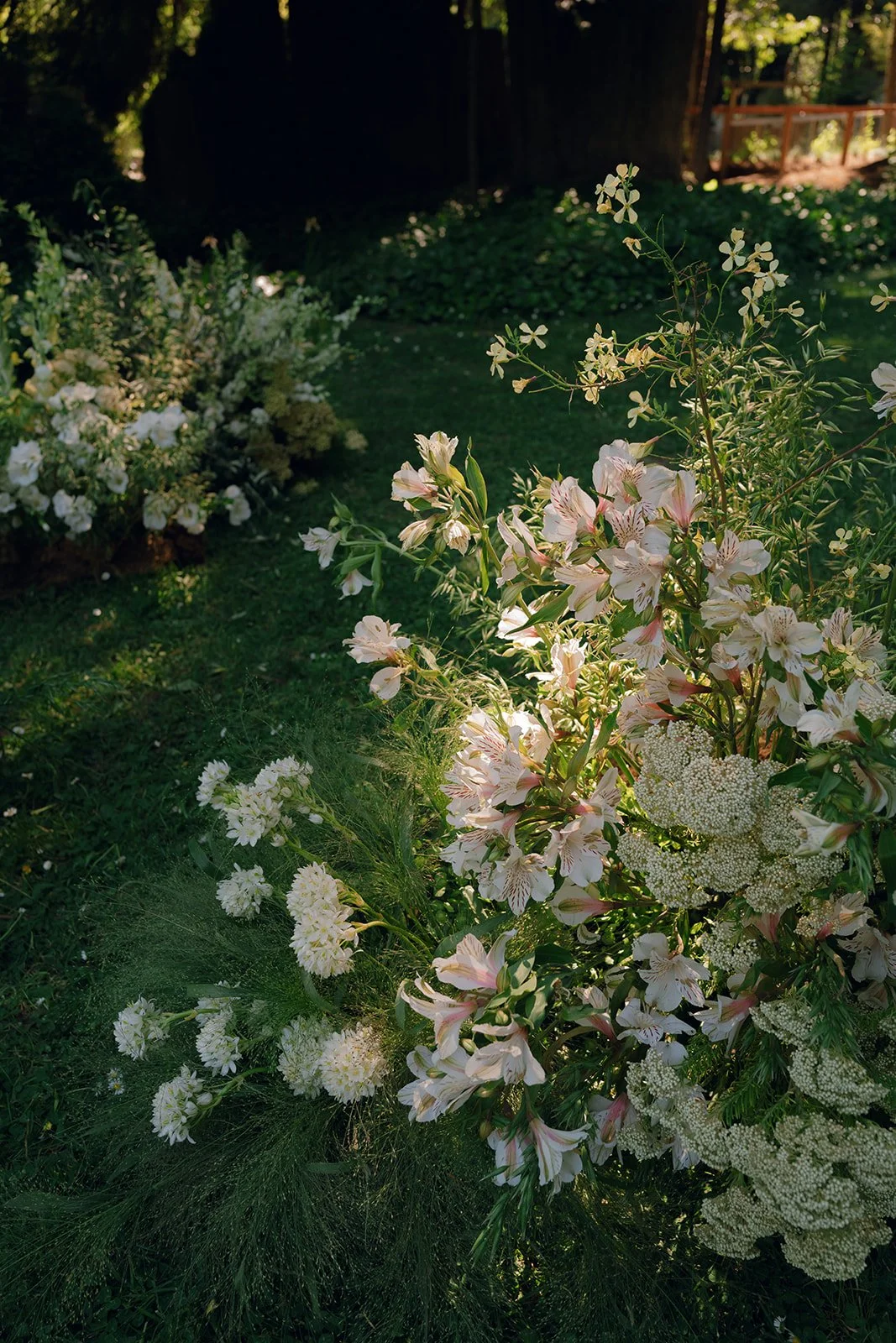 alstroemeria flower statement unter redwood trees
