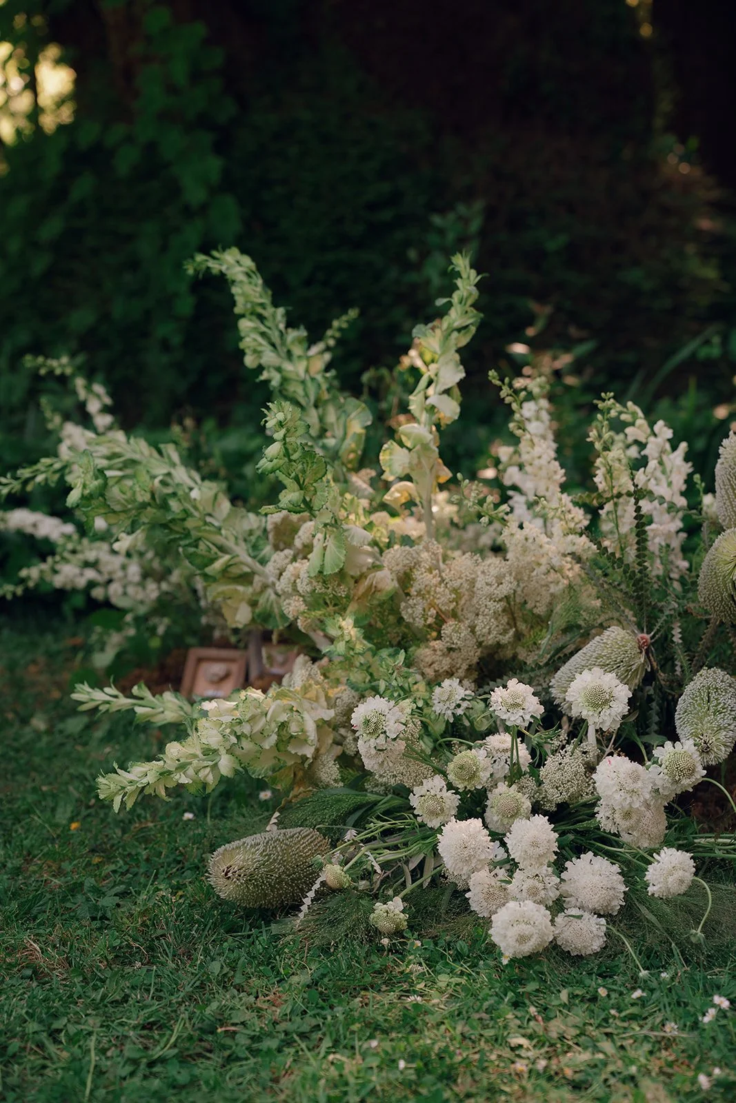 flower meadow of scabies and banksia flowers