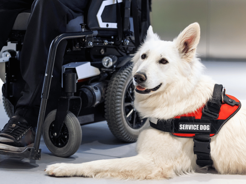 Service Animals vs. Assistance Animals: What Massachusetts Housing Providers and Tenants Need to Know