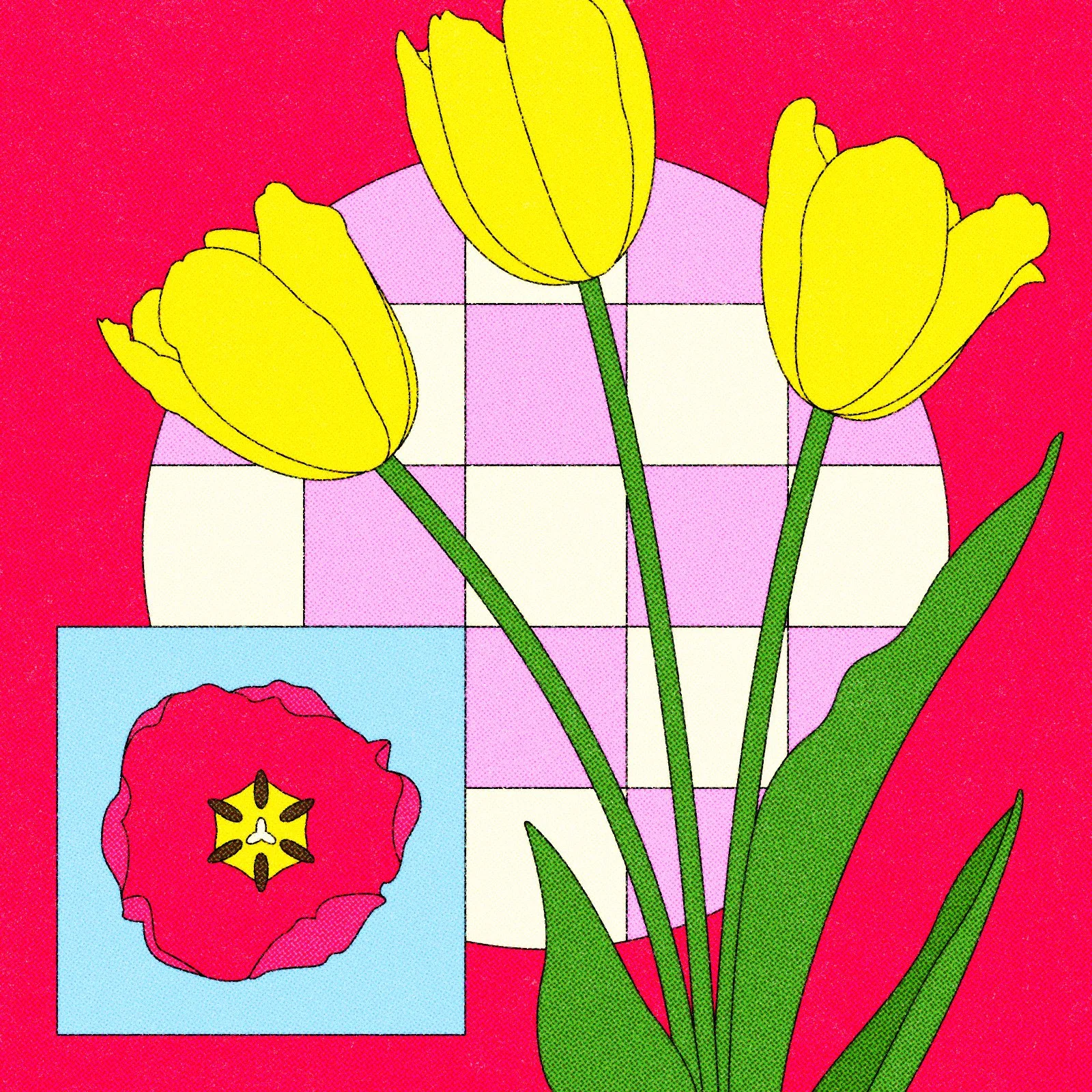 tulip copy.jpg