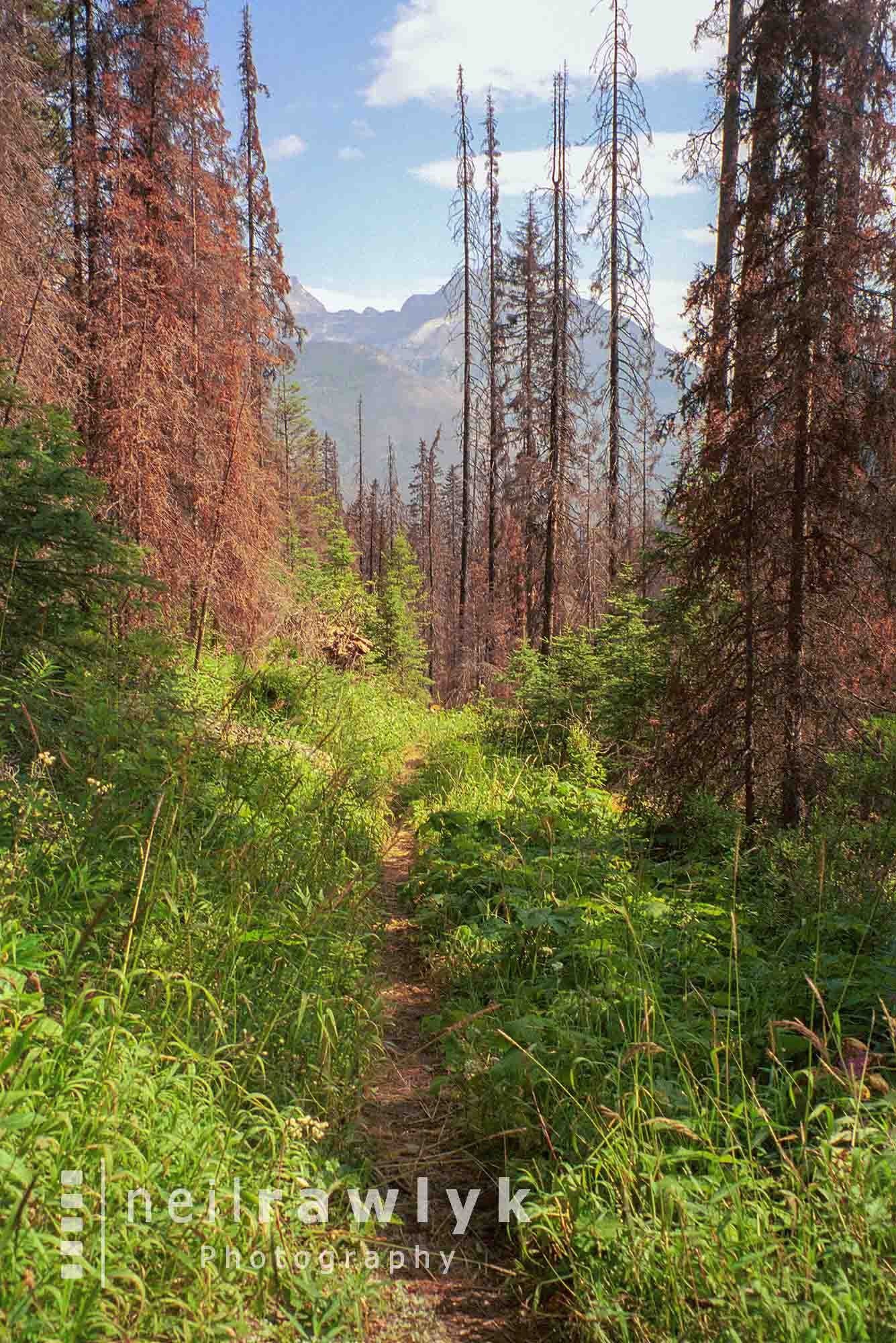 Hiking trail with thick vegetation