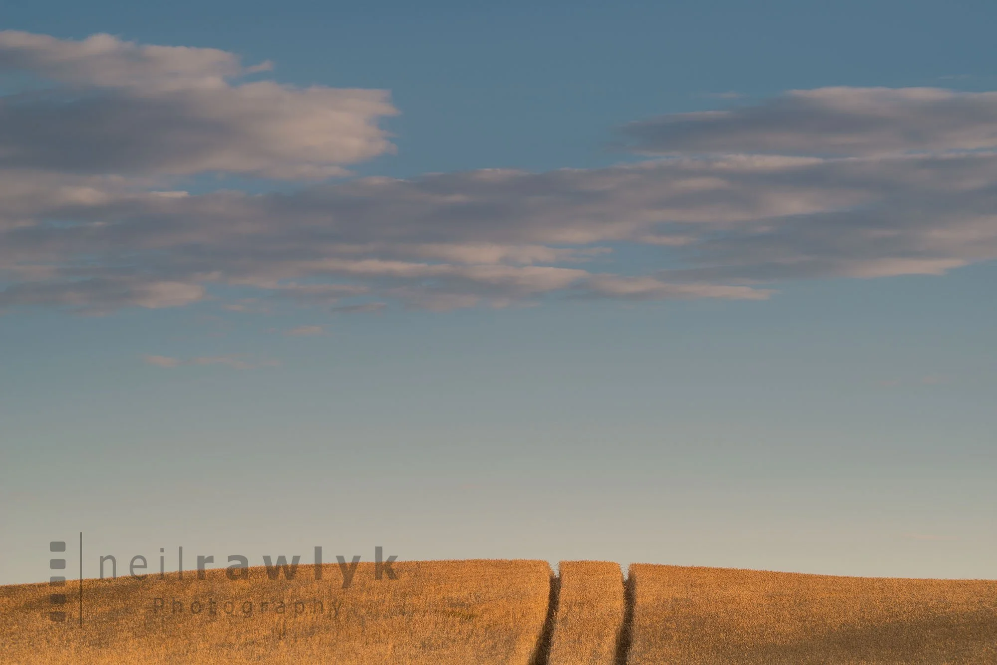 Tracks through a Wheat Field