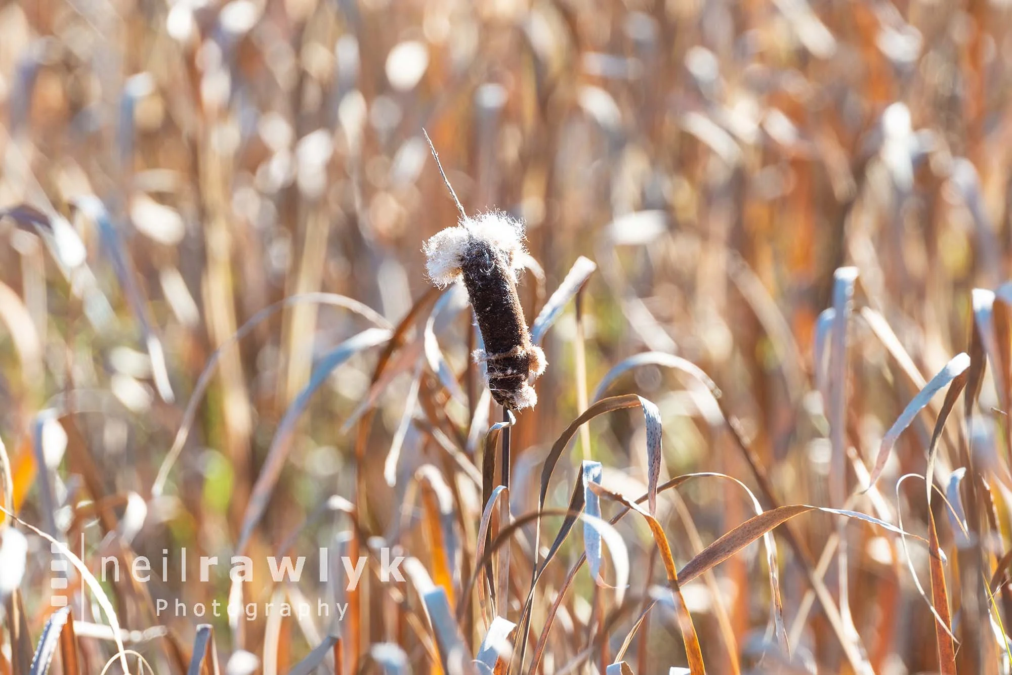 A cattail seed head in a slough