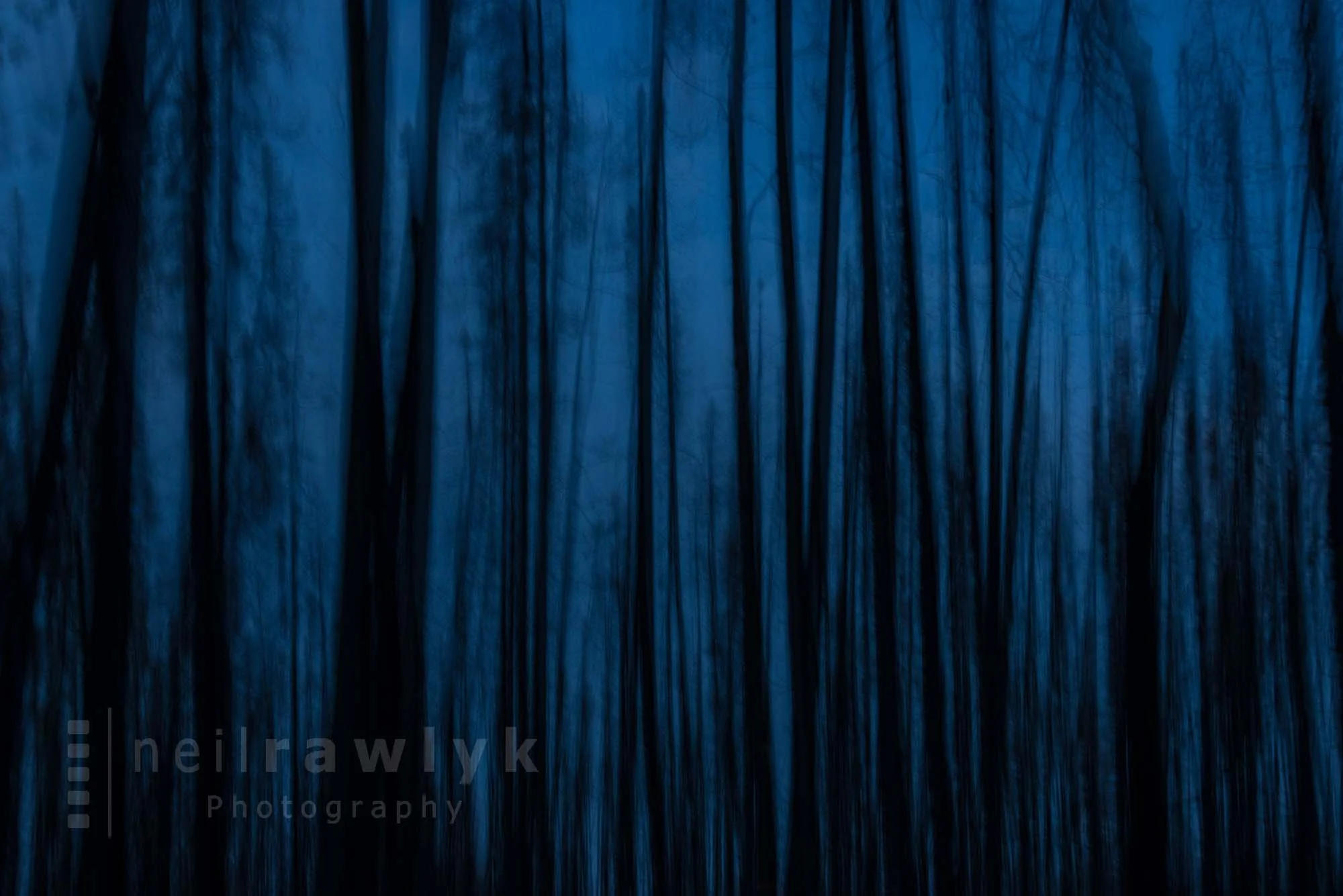 Lodgepole Pine Trees Photographed at Dusk
