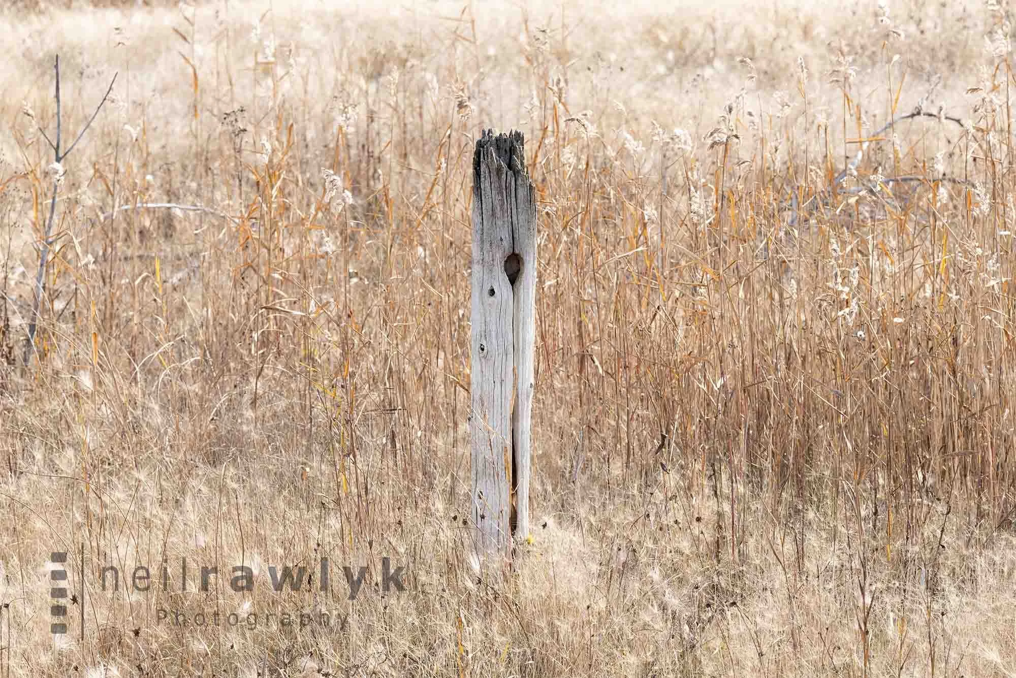 On Old Fence Post in Tall Grasses