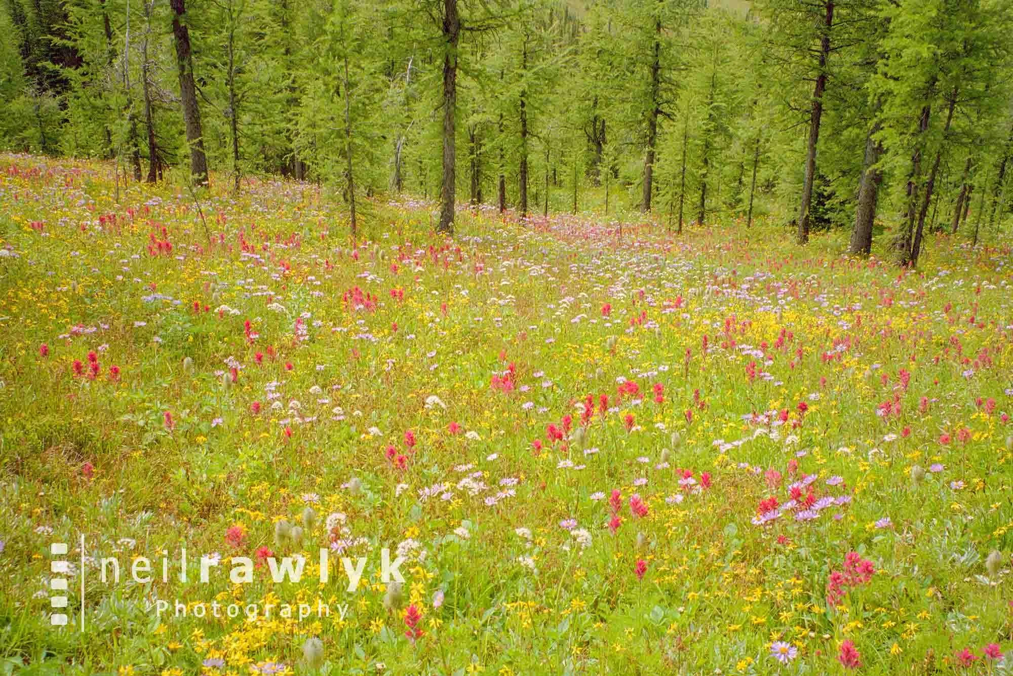 Alpine flowers on the way to Numa Pass