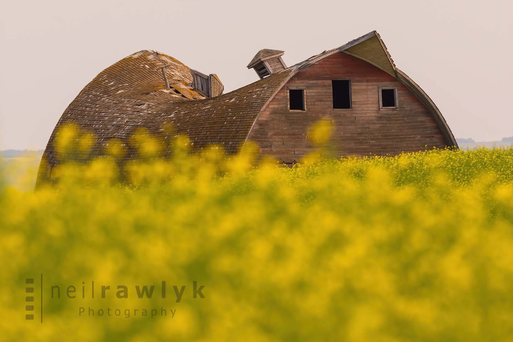 Canola Field and Old Barn