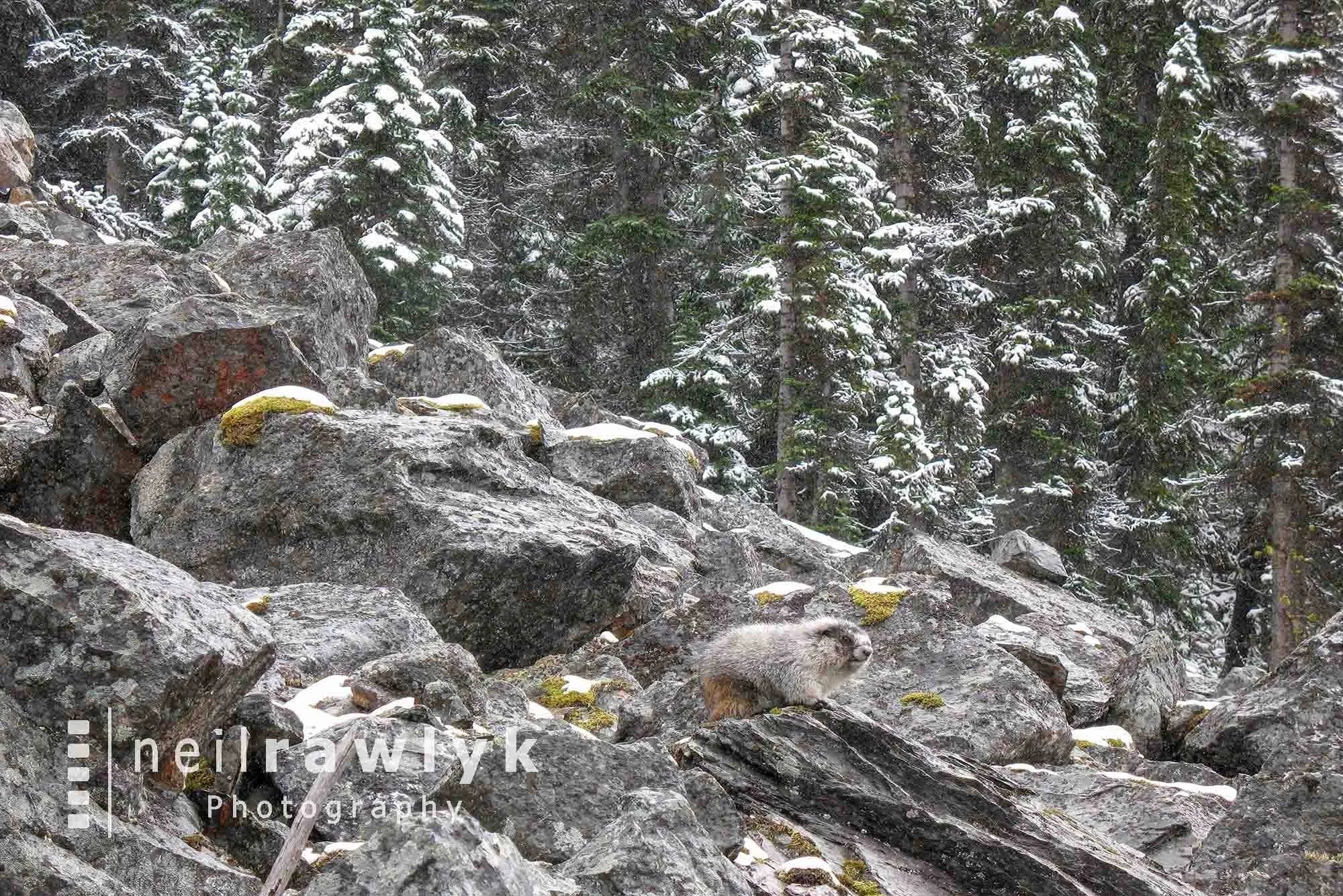 Hoary Marmot on Rocks