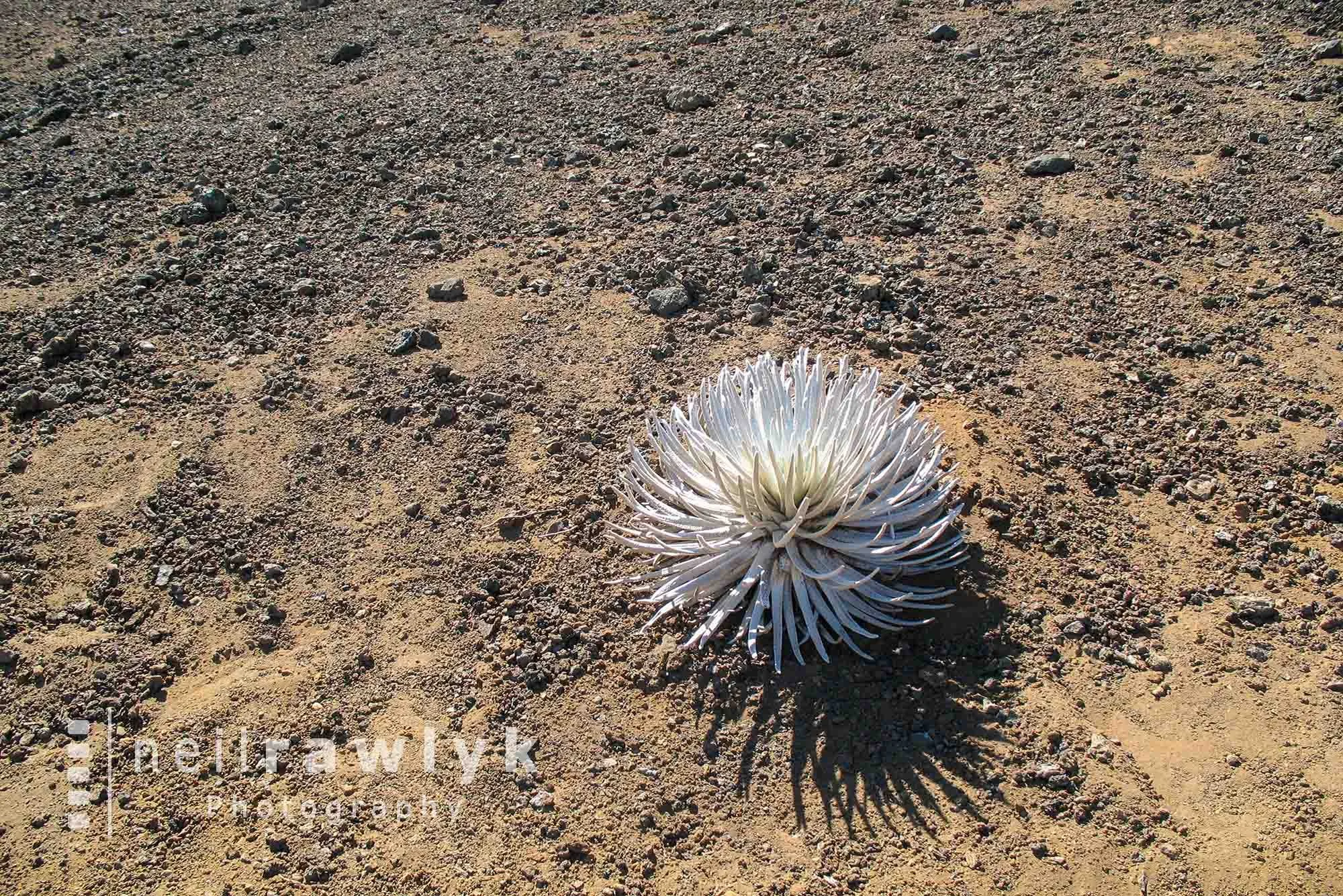Silversword Plant on Maui Hawaii