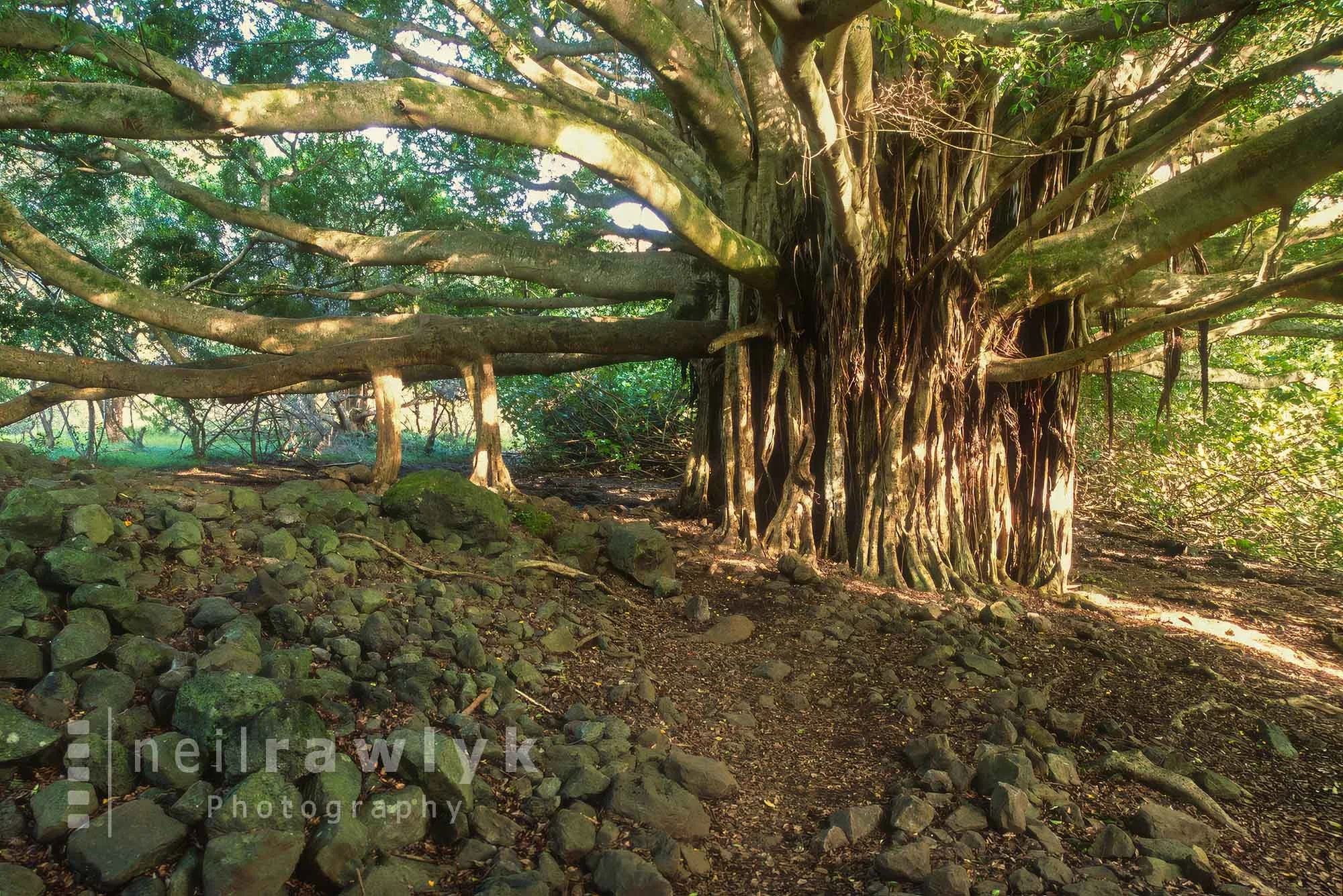 A Banyan tree in Maui, Hawaii