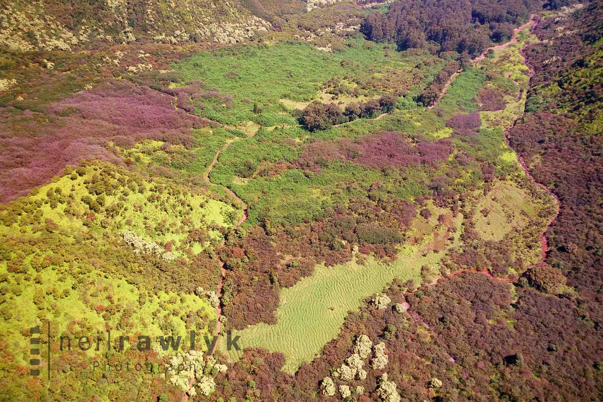 Waimea vegetation Aerial Photograph