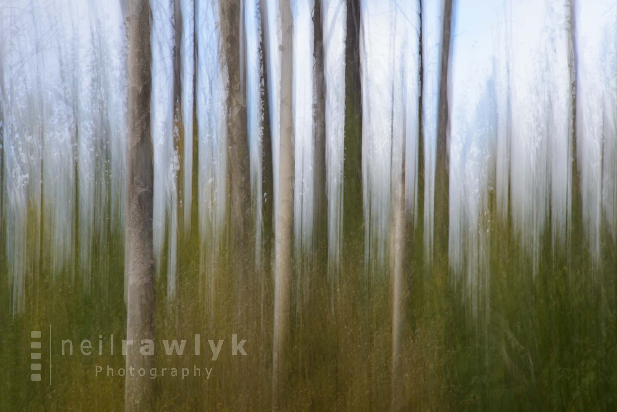 An Abstract Forest Photograph