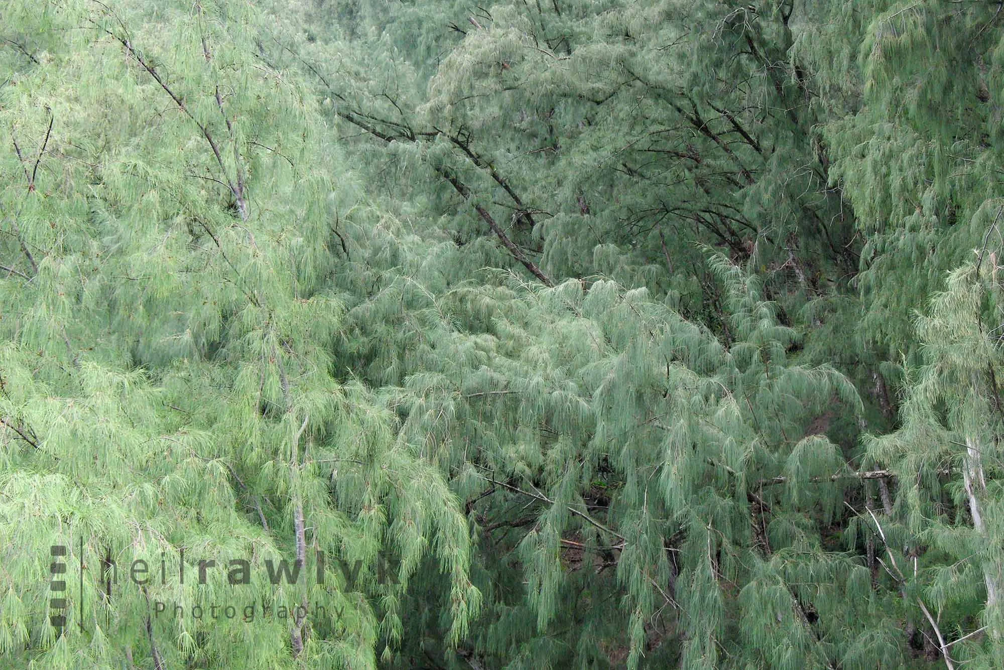 Ironwood trees on Maui Hawaii