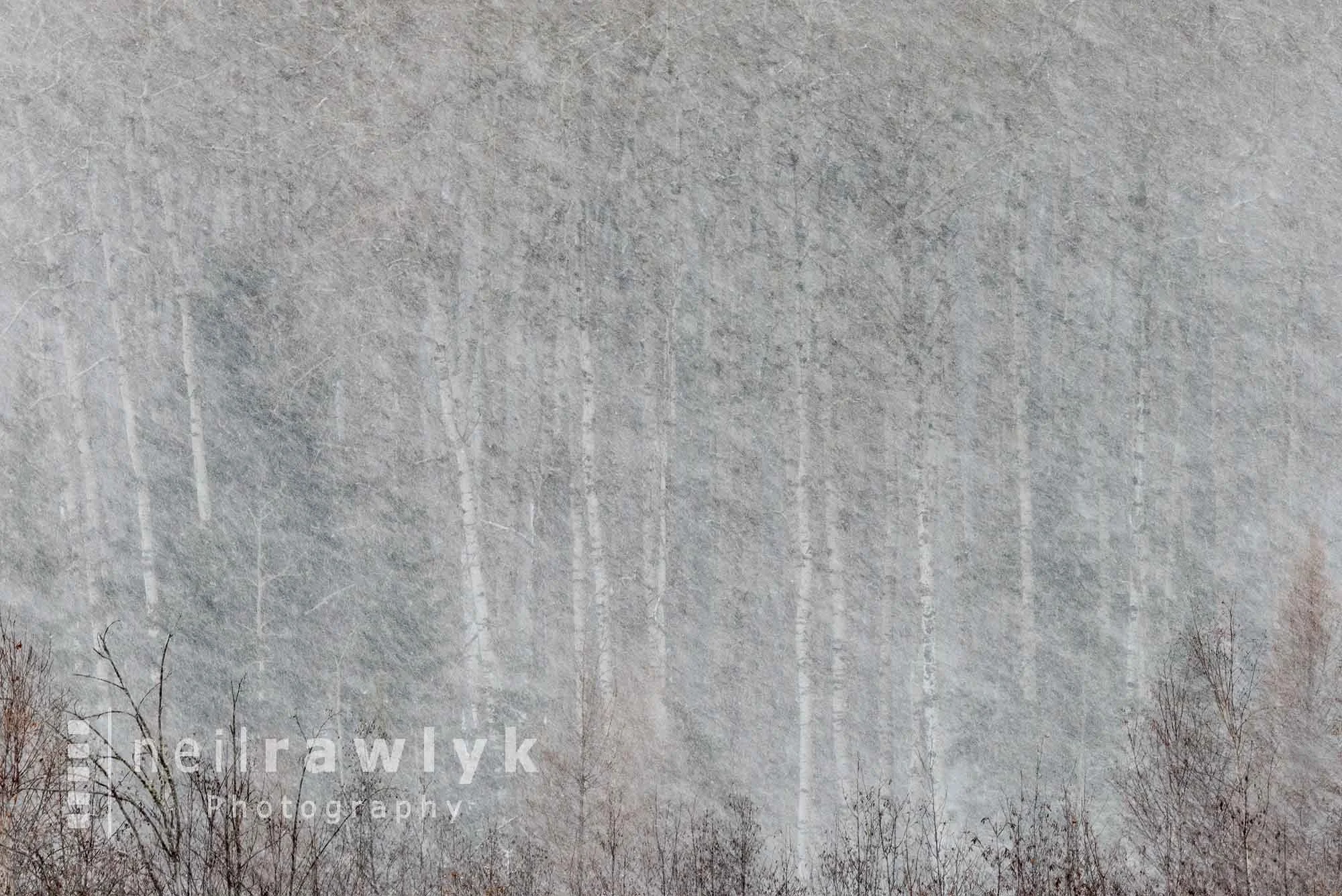 Aspen Trees in a Blizzard