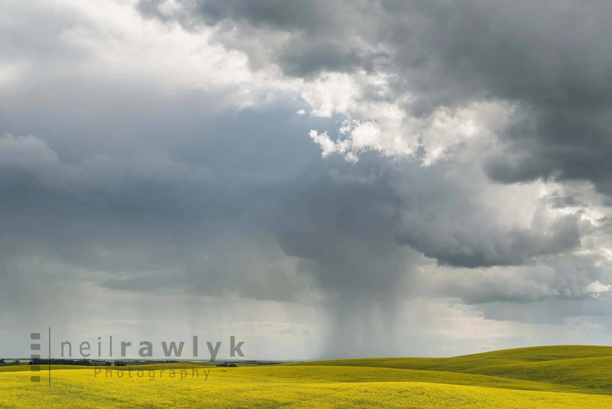 Summer Storm over Canola Field