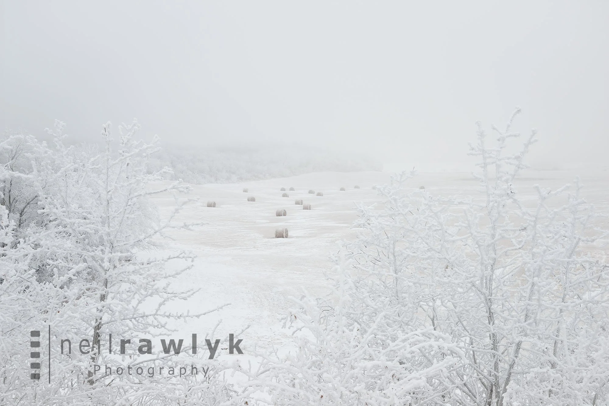Hoar frost covered trees surrounding a field with round bales