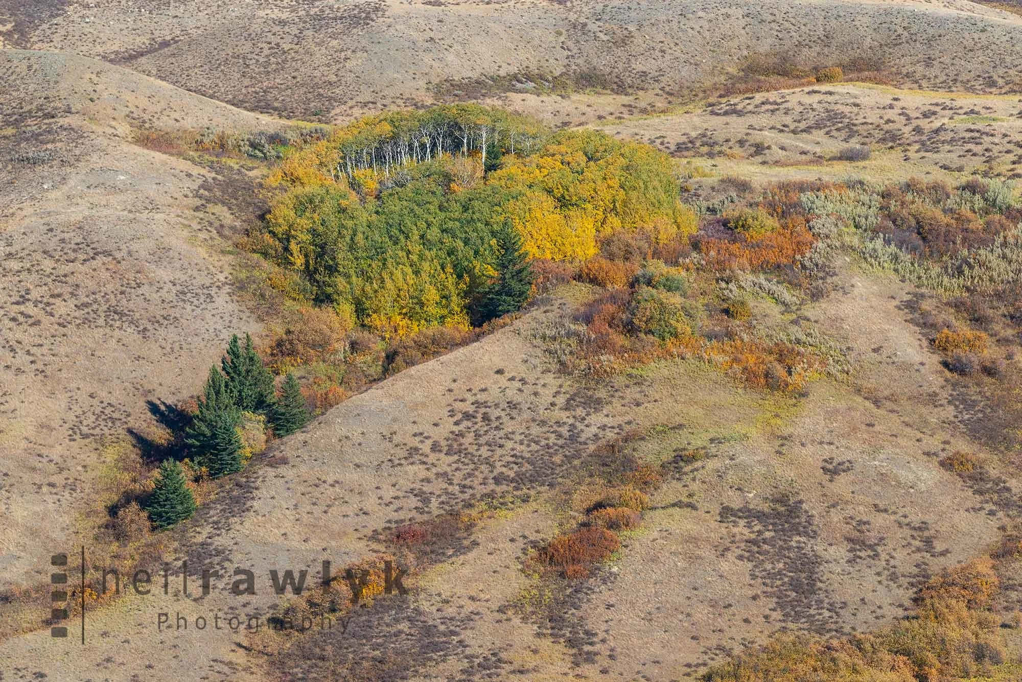 Cypress Hills Coulee