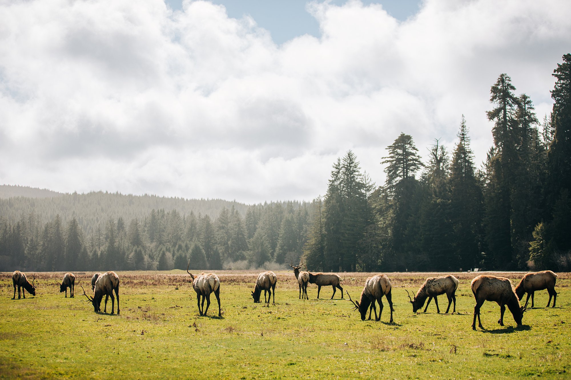 redwoods-25.jpg