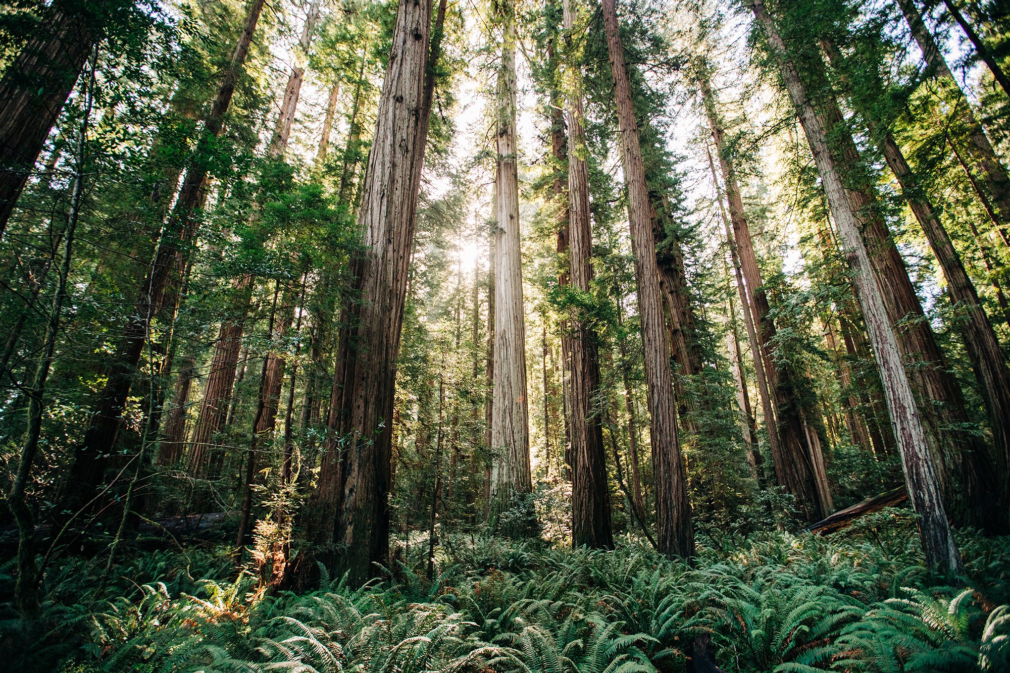 redwoods-30.jpg