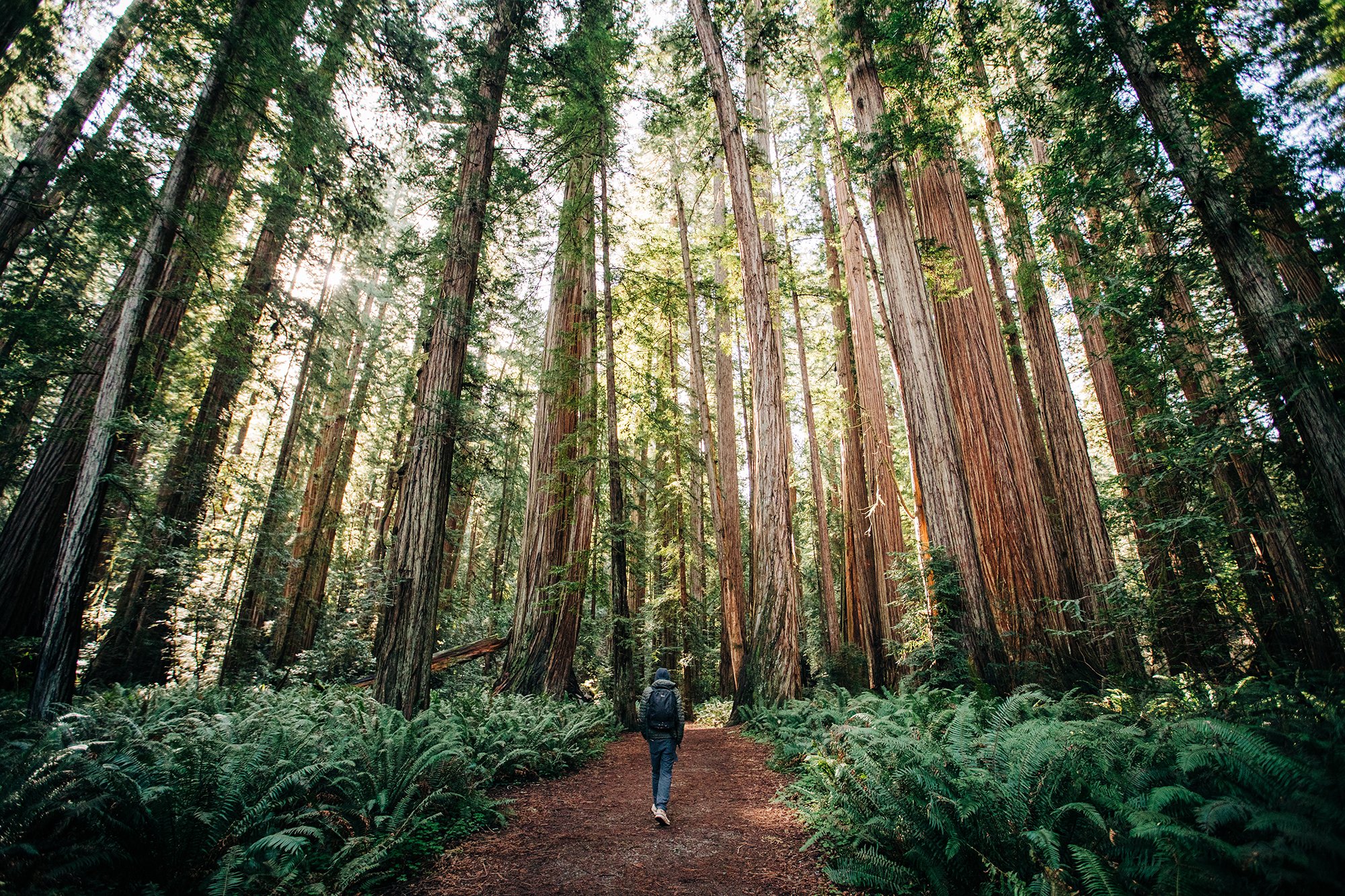 redwoods-31.jpg