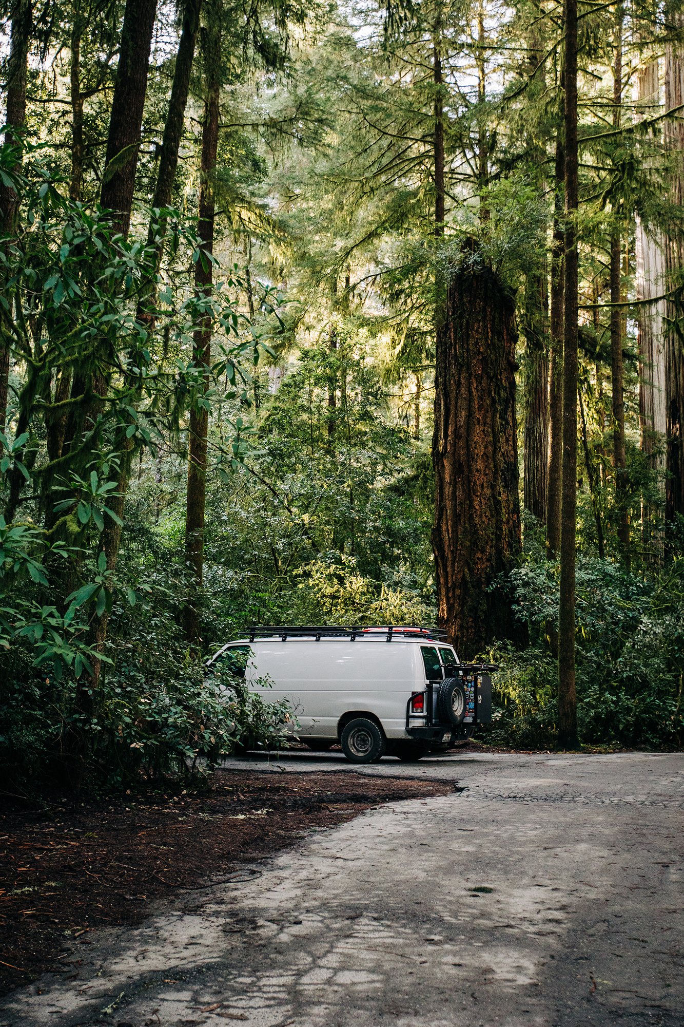 redwoods-32.jpg